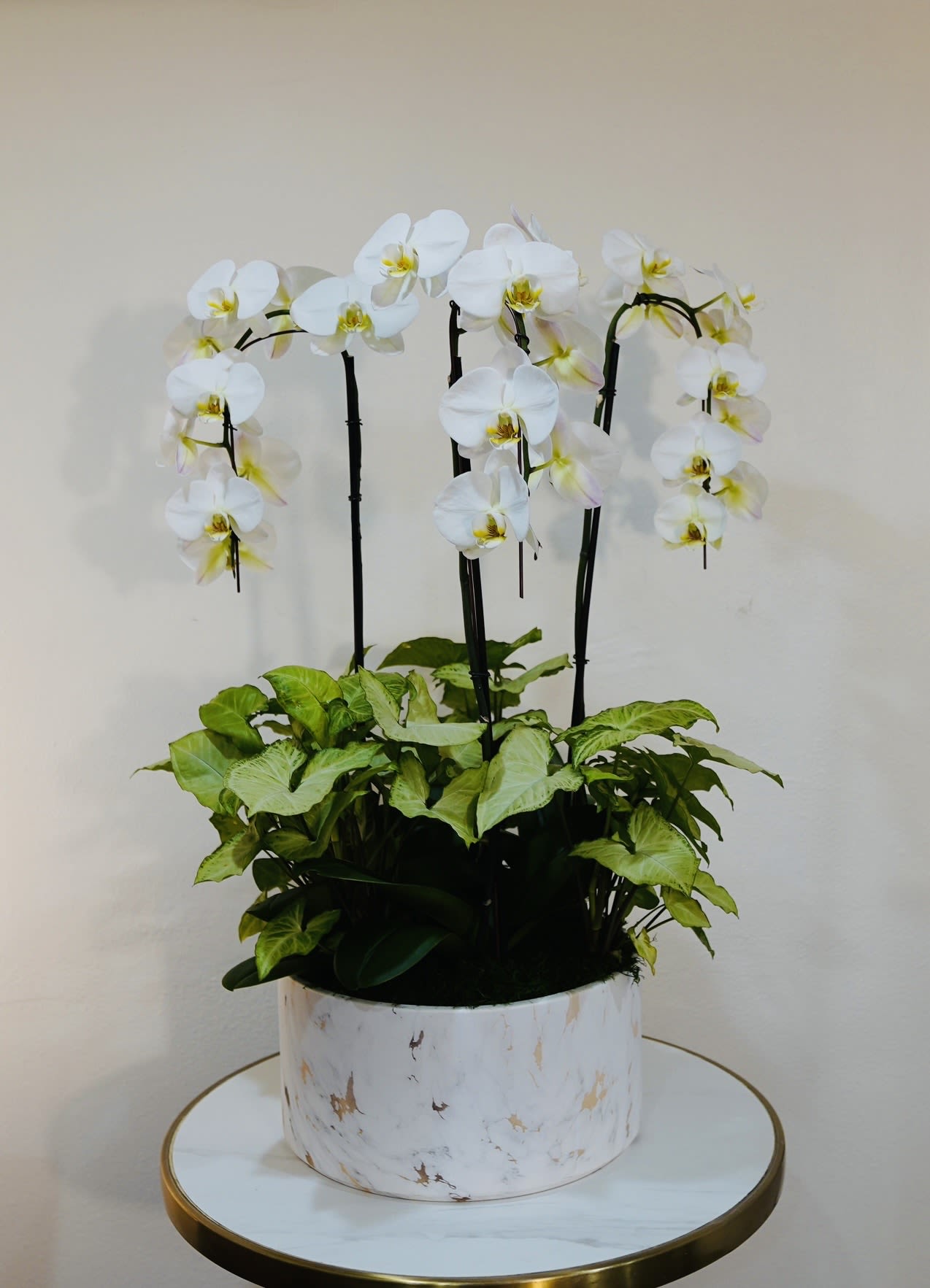Elegant White Phalaenopsis Orchid - White Phalaenopsis Orchid is a timeless and elegant plant featuring stunning white orchid blooms with graceful stems and lush green leaves. Known for its beauty and long-lasting flowers, this orchid brings a modern and sophisticated touch to any home or office. Perfect for birthdays, housewarmings, sympathy, anniversaries, or luxury gifts, this orchid arrangement is designed to create a calm and elegant atmosphere. Each plant is carefully prepared by Guy Floral Studio, a boutique florist in Los Angeles, using premium orchids and stylish presentation. We offer same-day flower delivery in Beverly Hills, West Hollywood, Santa Monica, Beverly Grove, Bel Air &amp; Culver City. Order online or call now for fast delivery today. Height: 34 inches Width: 13 inches 