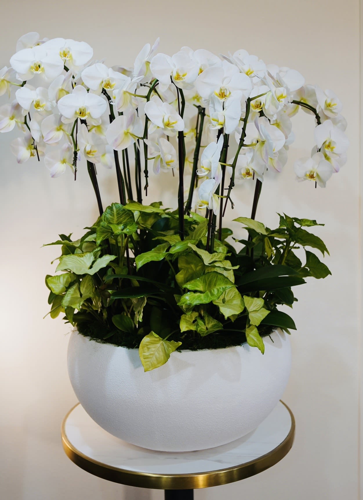 Orchid Garden - Orchid Garden is a stunning luxury arrangement featuring elegant white Phalaenopsis orchids beautifully arranged with lush greenery in a modern designer planter. This sophisticated orchid design is perfect for luxury gifts, corporate spaces, modern homes, or special celebrations. Orchids are known for their elegance and long-lasting beauty, making them one of the most desirable luxury floral arrangements. Each piece is handcrafted by Guy Floral Studio, a premium Los Angeles florist specializing in luxury floral design. We offer same-day flower delivery in Beverly Hills, West Hollywood, Santa Monica, Beverly Grove, Bel Air &amp; Culver City. Height: 36 inches Width: 22 inches  