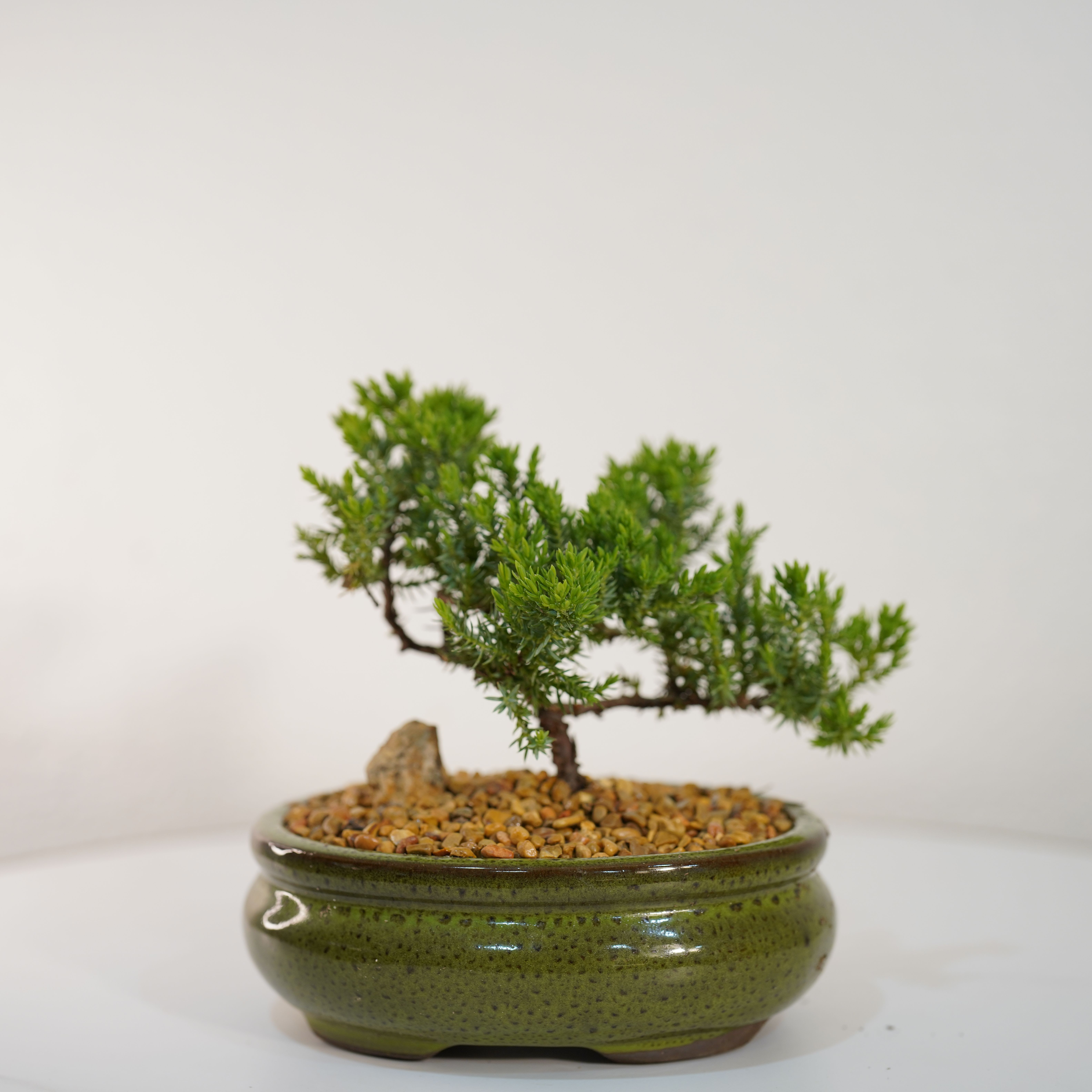 Zen Bonsai - Elegant, peaceful, and timeless — our Zen Bonsai  brings balance and natural beauty into any space. This carefully shaped bonsai tree is planted in a handcrafted ceramic pot with natural stone detailing, creating a minimalist and calming design inspired by Japanese aesthetics. Its compact size and refined structure make it a perfect decorative piece for homes, offices, or as a meaningful gift. Symbolizing harmony, patience, and longevity, this bonsai is more than just a plant — it’s a living piece of art. Hand-selected and styled by Guy Floral Studio, each bonsai is unique and designed to create a serene atmosphere. Same-day delivery available in Beverly Hills, West Hollywood, Santa Monica, Beverly Grove, Bel Air, Culver City, and surrounding Los Angeles areas. 