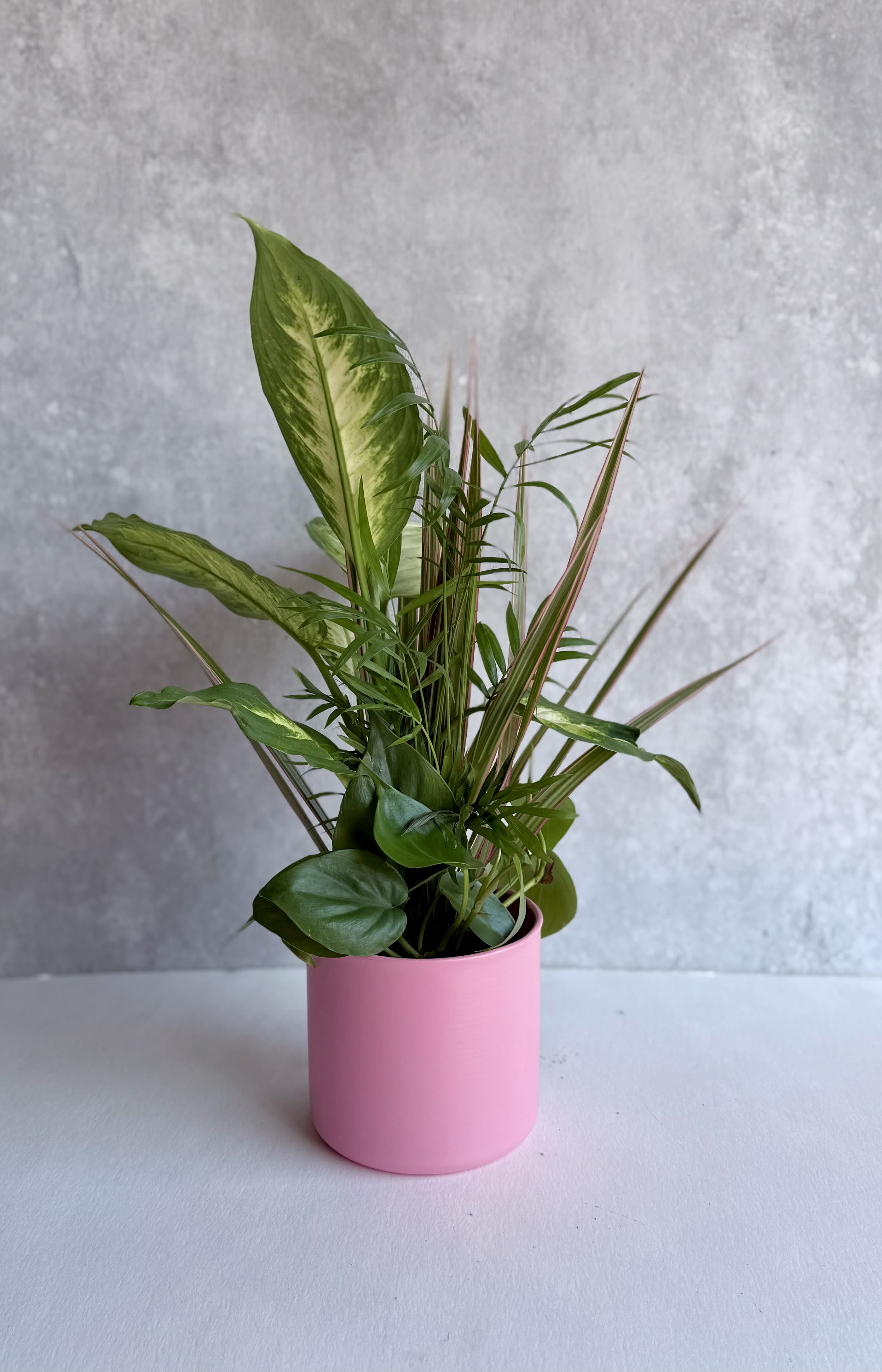 4” Combination Green Plant  - A four plant variety planted in a 4” pot and comes in a spring pink container. Easy care green plants and can be removed from the pink pot cover. 