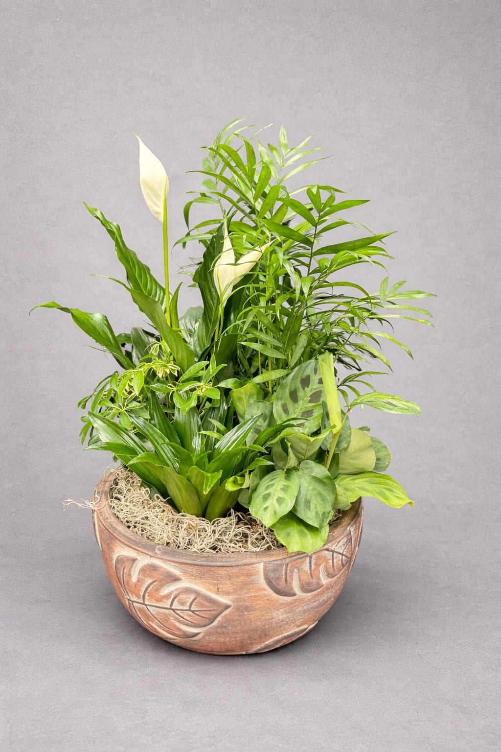 Serenity garden  - A lush combination of premium green plants, thoughtfully arranged in a rustic ceramic planter. Designed to bring a sense of calm, balance, and natural beauty to any space. 