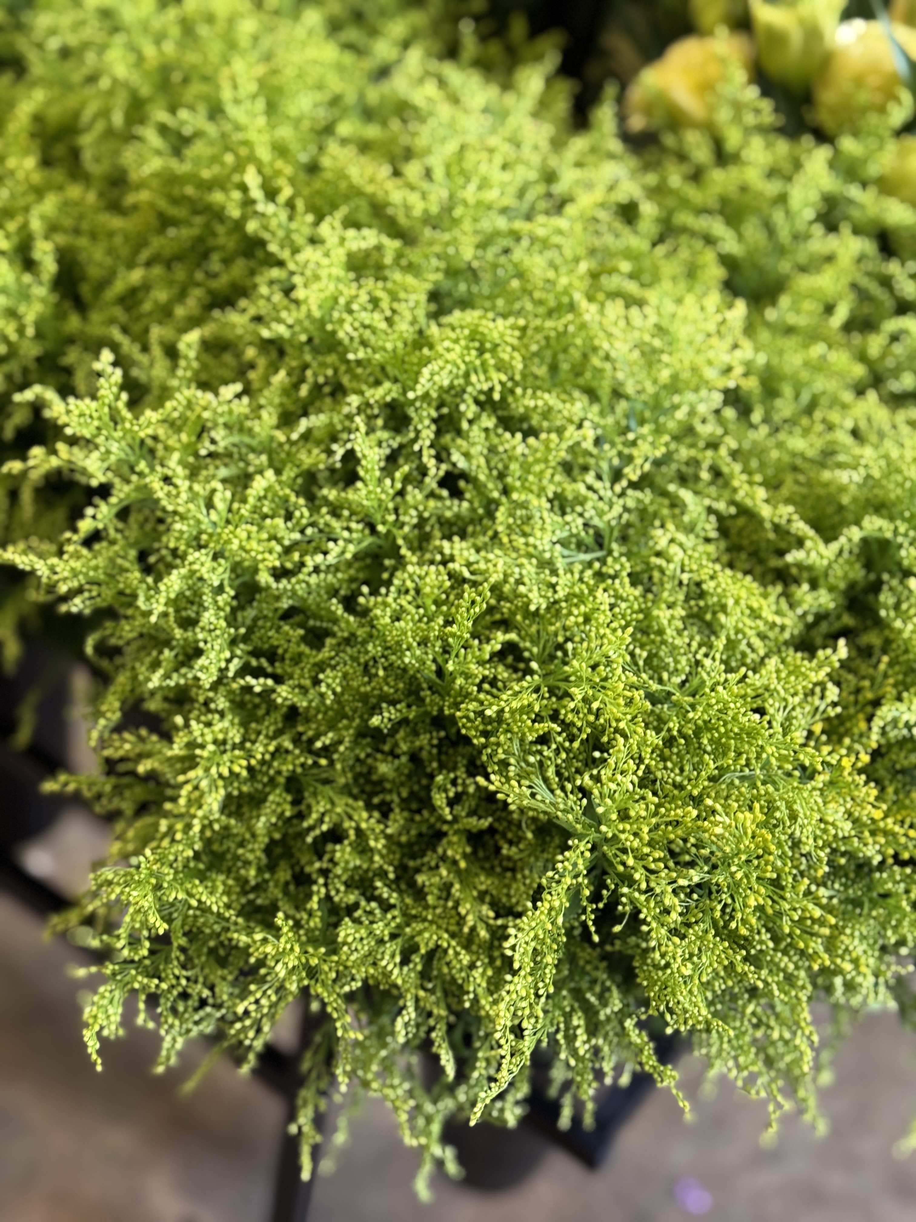 Solidago (aster) - Flower Market - Color varies on availability. You may request but color is not guaranteed.  Standard - Bunch of 25 stems Deluxe - Bought by the stem Premium - Bought by bunch 10+