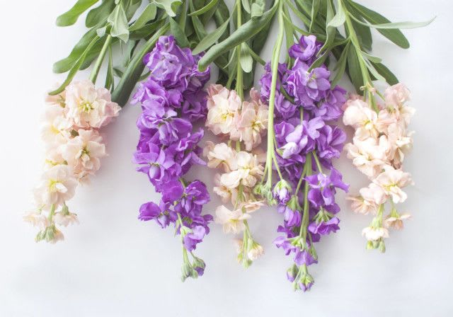 Stock - Flower Market - Color varies on availability. You may request but color is not guaranteed.  Standard - Bunch of 10 stems Deluxe - Bought by the stem Premium - Bought by bunch 10+