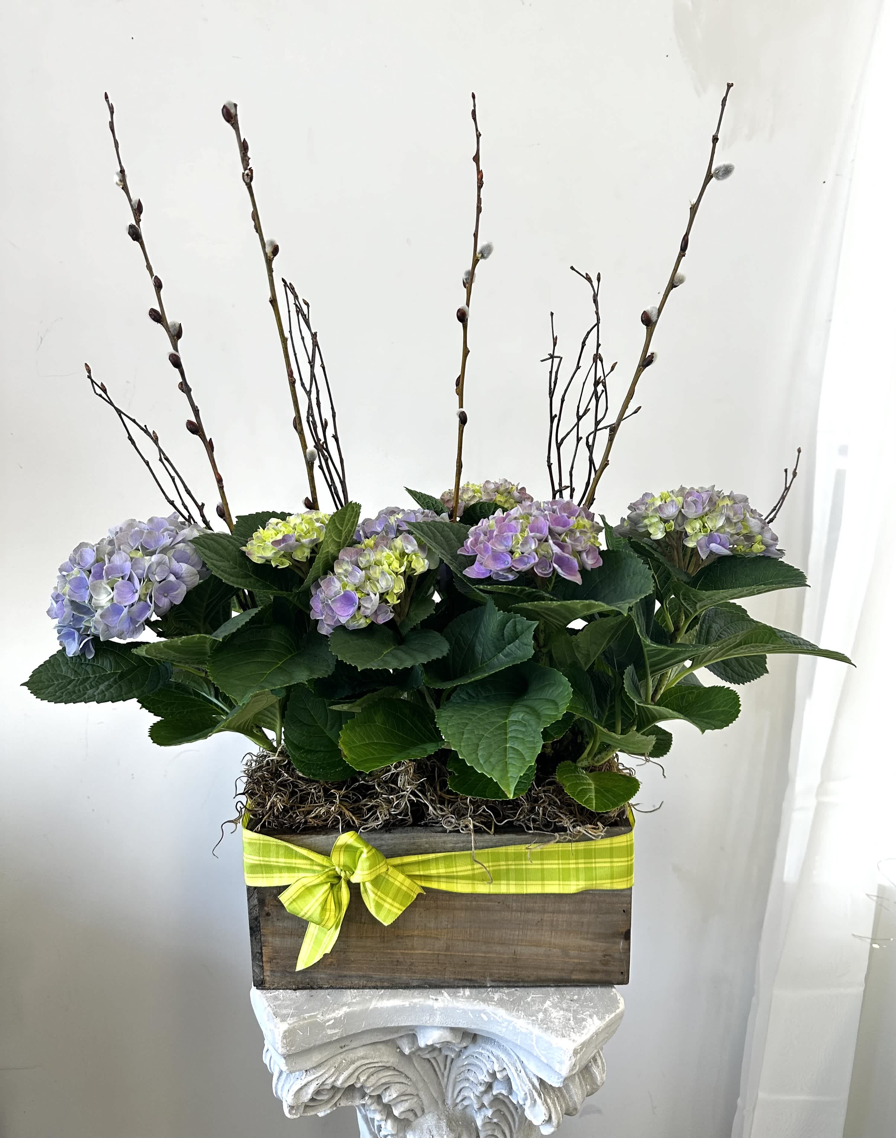 Beautiful Blue Hydrengeas - A rustic wooden box containing beautiful blue hydrangea plants by Westford Florist Art by Veny. This arrangement is perfect for any occasion. The dimension of the arrangement is approximately 20in by 12in.