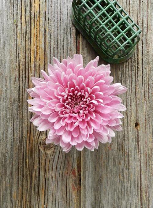 Daisy Disbud (cremon) - Flower Market  - Color and style varies upon availability.