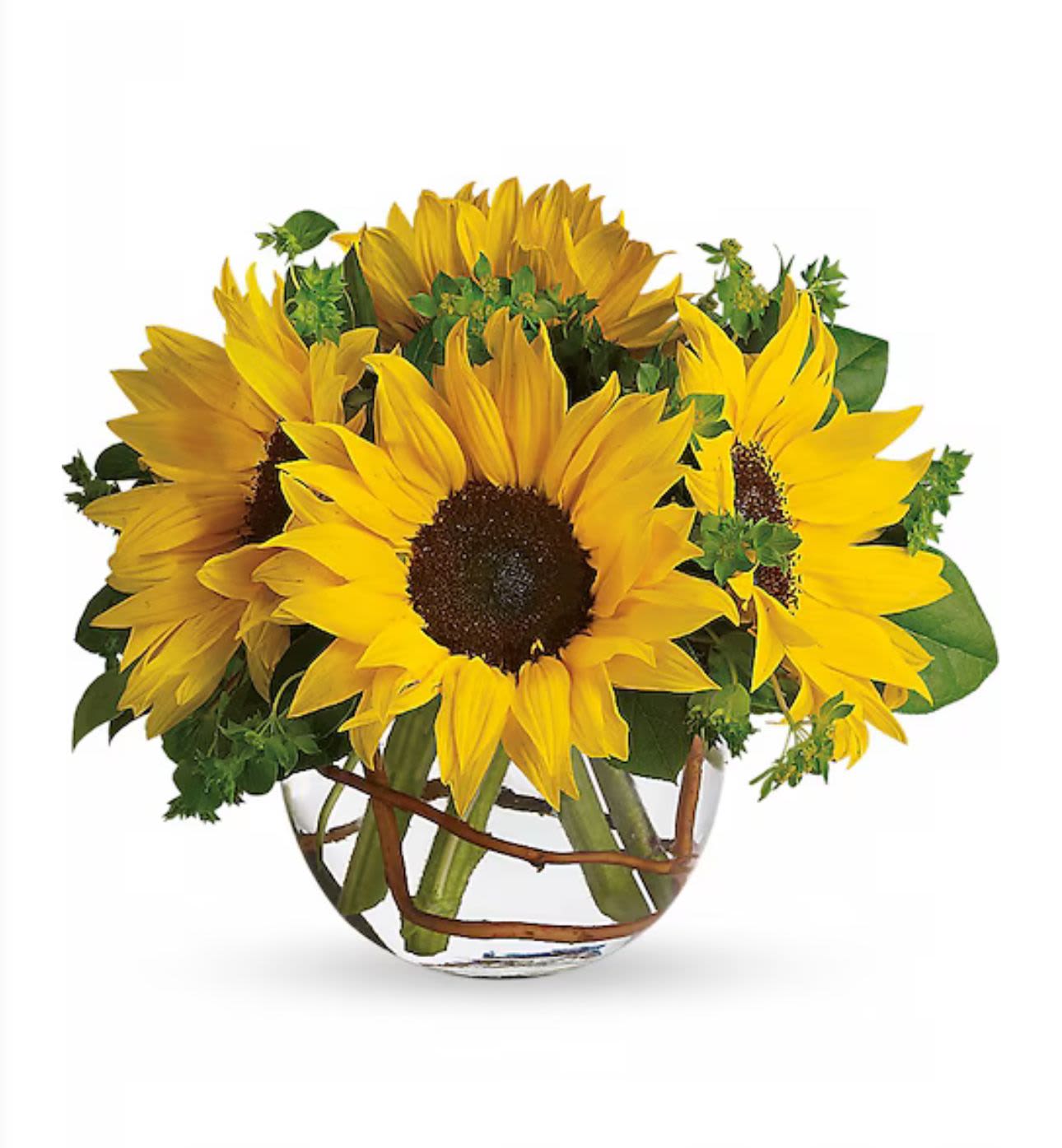 Sunlit Elegance - Elevate your decor with our exquisite Sunflowers in a Fishbowl Vase. This stunning arrangement showcases vibrant sunflowers in a sleek, contemporary glass vessel, exuding warmth and sophistication. Perfect as a centerpiece for any occasion, it brings a touch of nature's beauty indoors while adding a splash of cheerful color and a refined aesthetic to your space. Ideal for those who appreciate the finer things in life.
