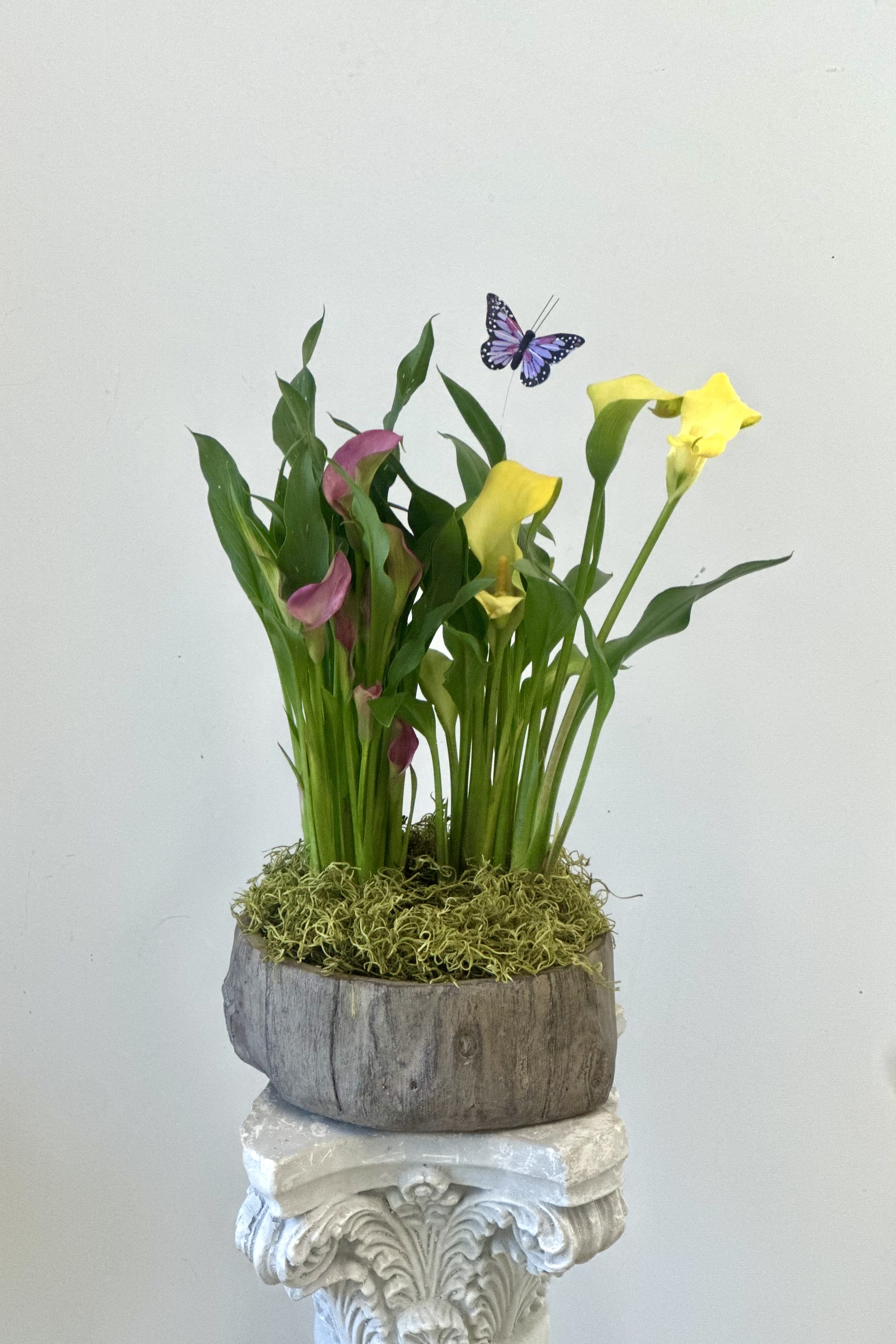 Calla Lily Blooming Plant by Westford Florist Floral Art by Veny - Transform your environment with the exquisite Calla Lily Blooming Plant by Westford Florist Floral Art by Veny. This stunning arrangement features vibrant blooms that radiate elegance and sophistication, making it an ideal choice for enhancing both home and office spaces. Thoughtfully cultivated for longevity, each lily flower promises to maintain its striking beauty over time. Housed in a charming rustic container, this plant not only serves as a captivating centerpiece but also brings a unique touch to your décor. Perfect for gifting or simply indulging in the beauty of nature—experience the allure of Calla Lilies today.