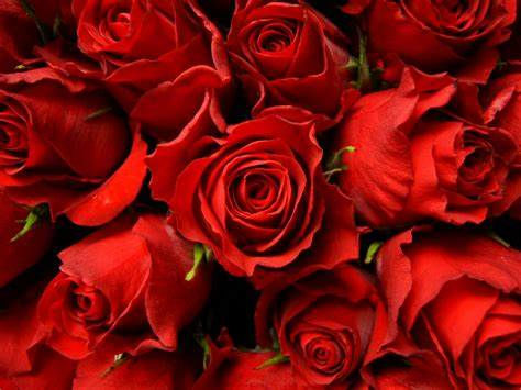 Dozen Red Roses - One dozen of our prettiest roses in a vase with filler flower, greenery, and a beautiful bow. Premium option contains extra flowers to create an extra showy and special arrangement. Call our shop (662-323-9580) for color options.