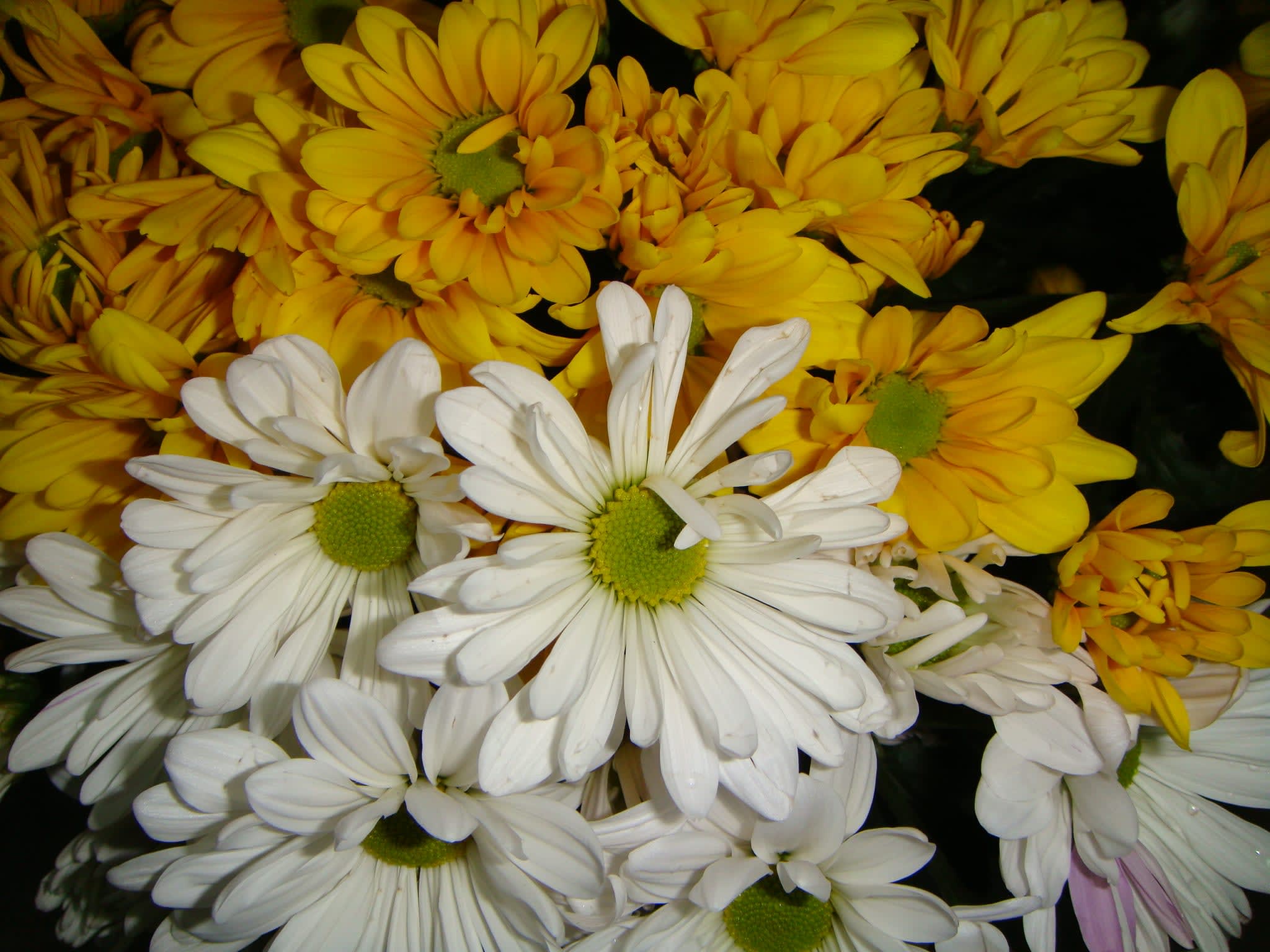 Designer's Choice - Let Trish create a beautiful arrangement with the freshest blooms of the season! While we cannot guarantee a specific flower type, we always ensure your arrangement is beautiful &amp; fresh!