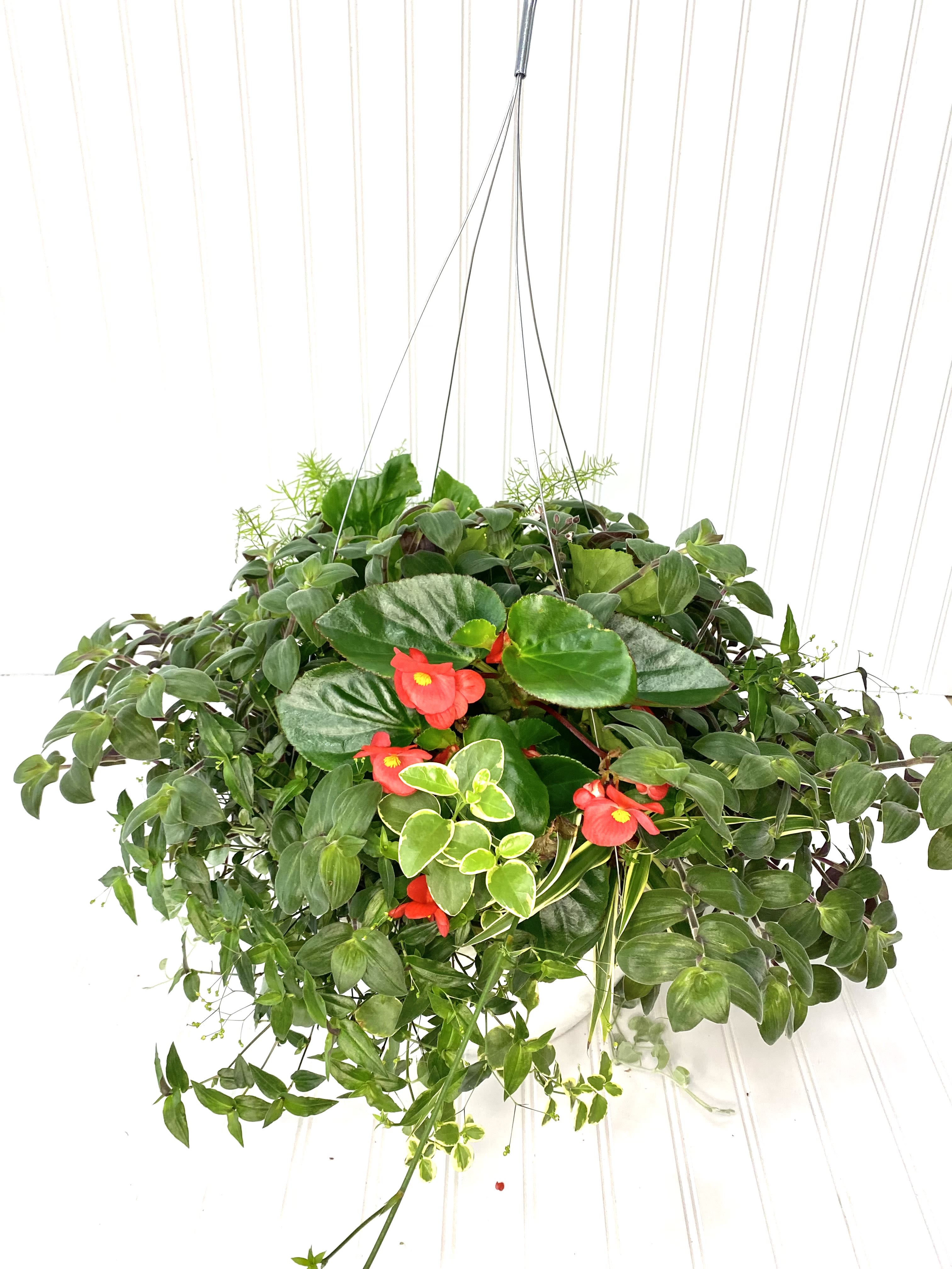 Aunt Netties Hanging Baskets - PRE ORDERS ONLY - AVAILABLE AS OF MAY 5, 2026 Hand potted by our Amish friends. A variety of garden plants for either full sun or shade.  NOT AVAILABLE UNTIL MAY 5, 2026