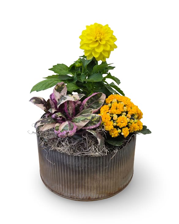 Galvanized Dish Garden - This cheerful mixed garden features a bright combination of blooming and green plants arranged in a decorative container for a fresh, seasonal look. Plants may vary slightly, and the garden measures approximately 10inches tall by 8 inches wide.