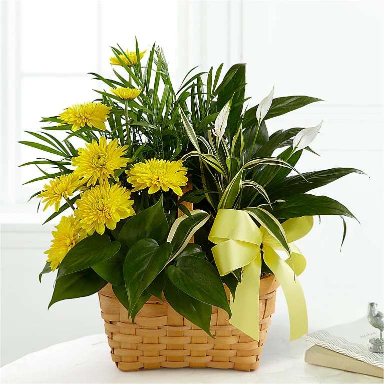 Loving Light Dishgarden - The Loving Light Dishgarden is a ray of hope and a beautiful symbol of eternal life offered through our finest collection of plants. A palm plant, peace lily plant, dracaena plant and philodendron plant create an exquisite look when brought together in a 7-inch natural woodchip basket and accented with stems of bright yellow chrysanthemums. Adorned with a yellow satin ribbon, this gorgeous dishgarden will bring comfort and extend sympathy throughout the months ahead.