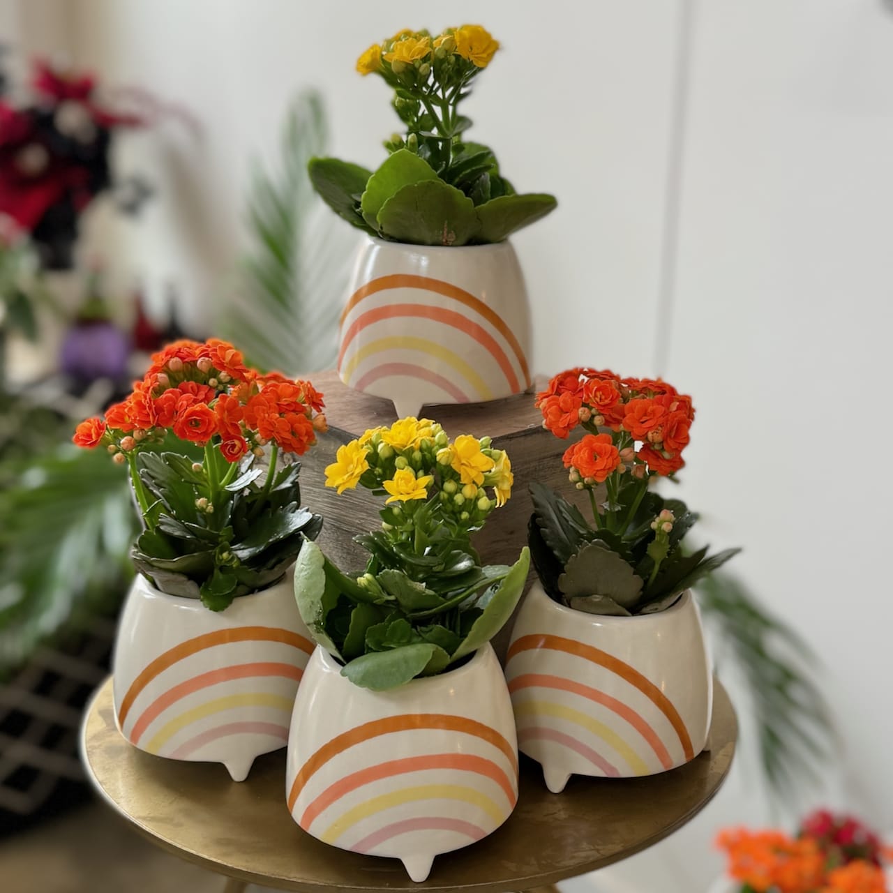 Ray of Sunshine - A delightful footed pot, adorned with a rainbow and filled with a 2" kalanchoe plant. the perfect pick me up, anytime.