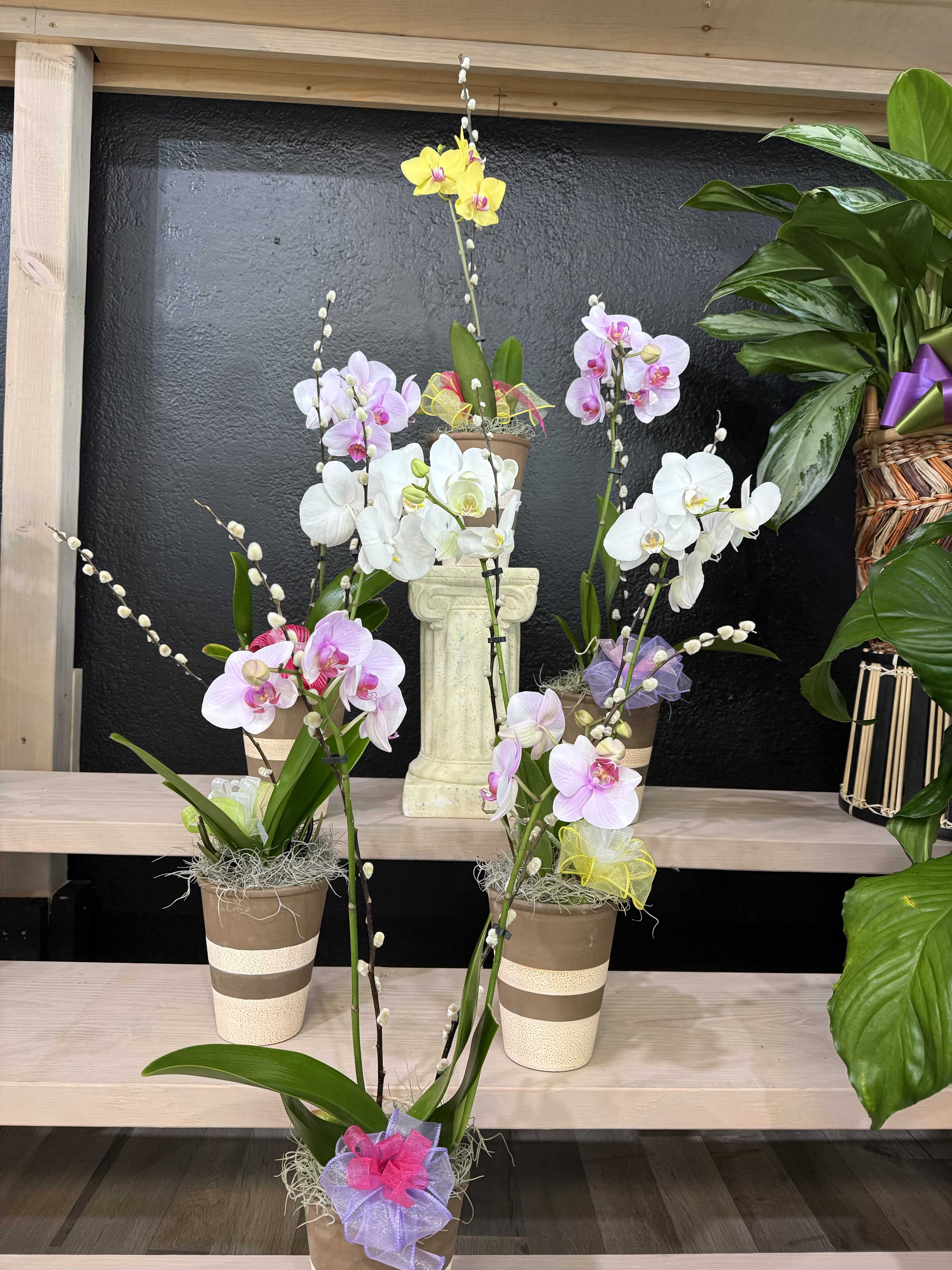 Signature Orchid Collection - A premium orchid selected for its exceptional blooms and lasting beauty—perfect for gifting.