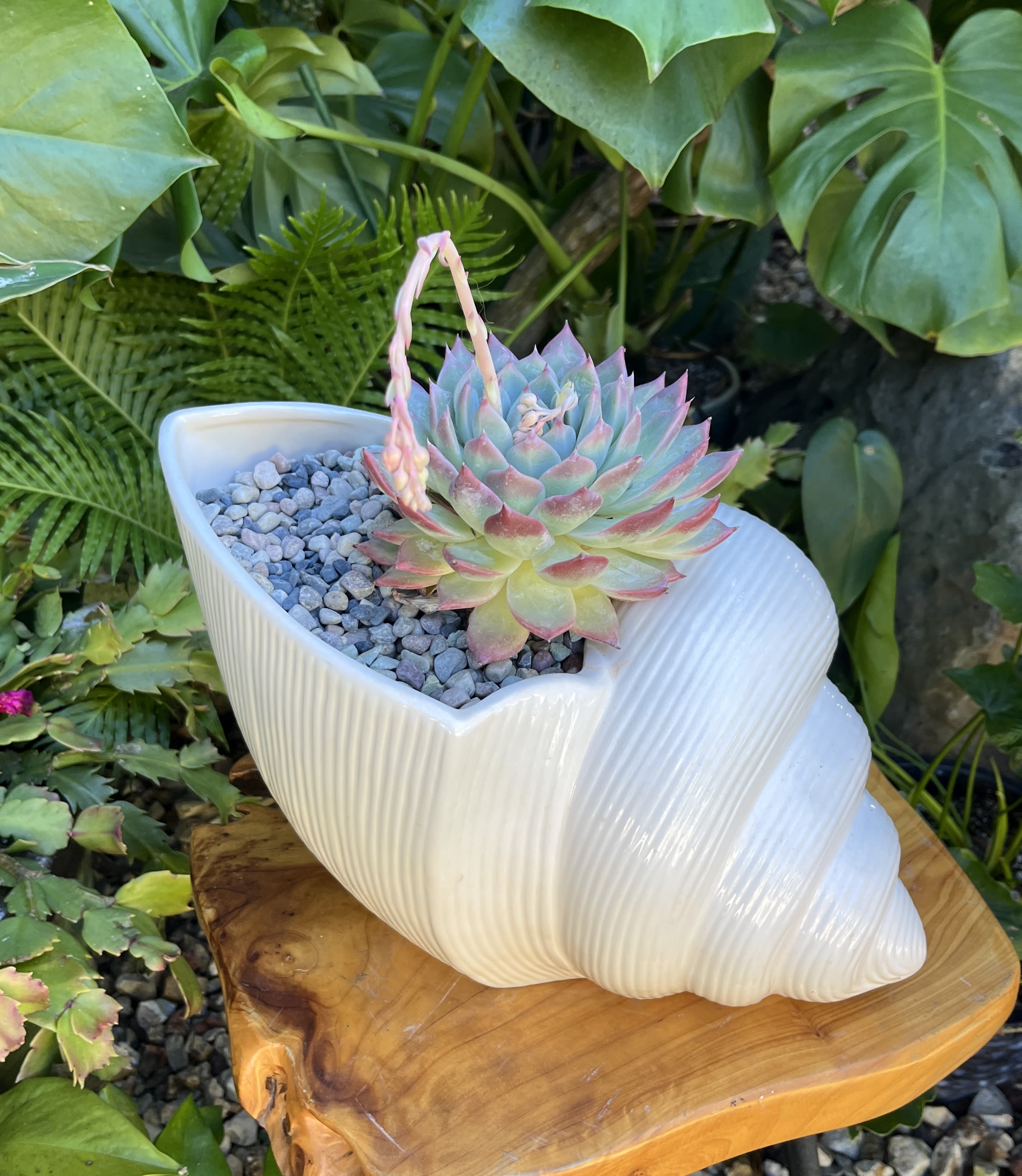 Ocean - Live succulent. Pot size size is approximately 15”x7”