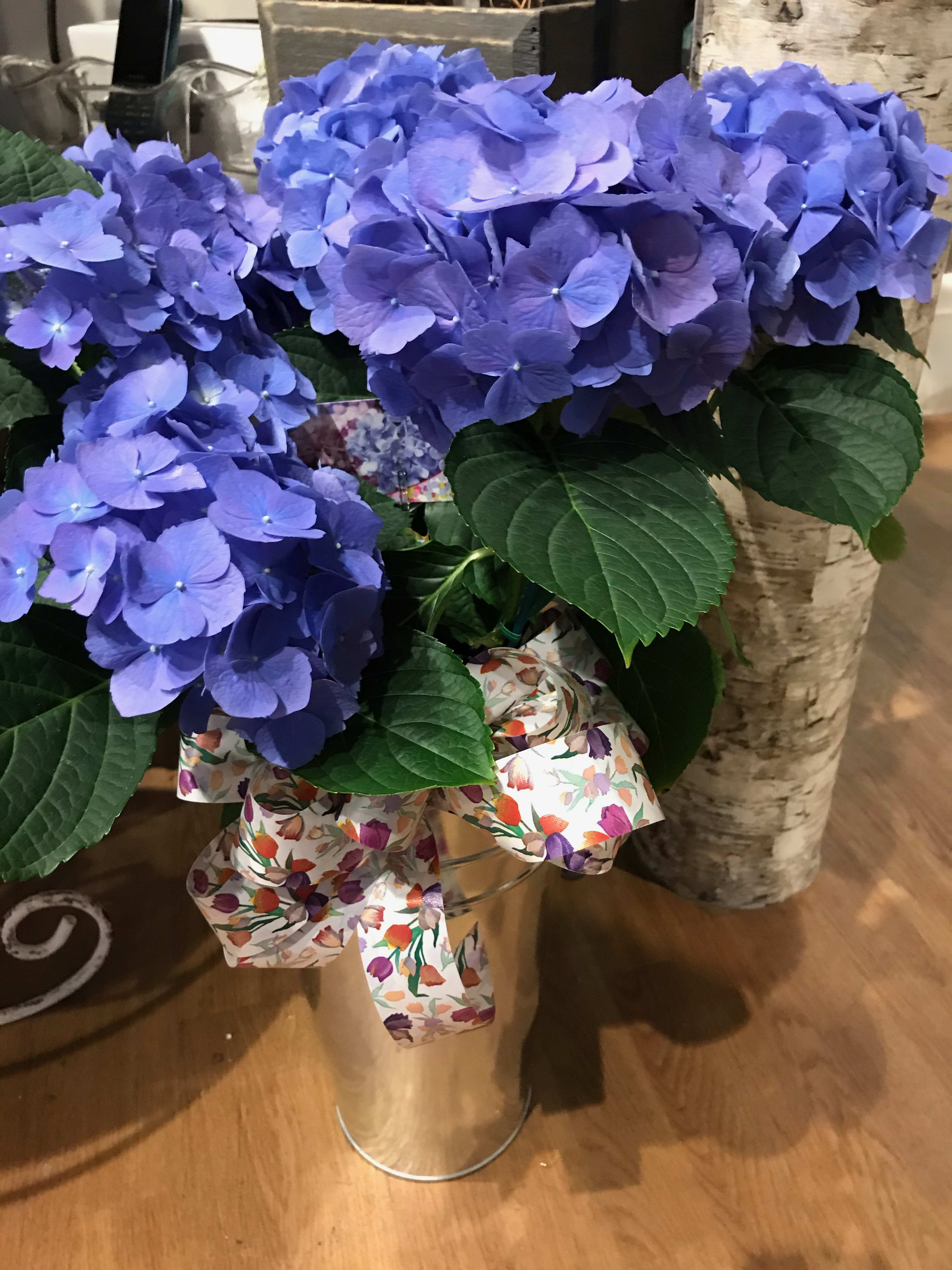 Beautiful Blue Hydrangea - Enjoy this long lasting flower in the home and then later in the garden.