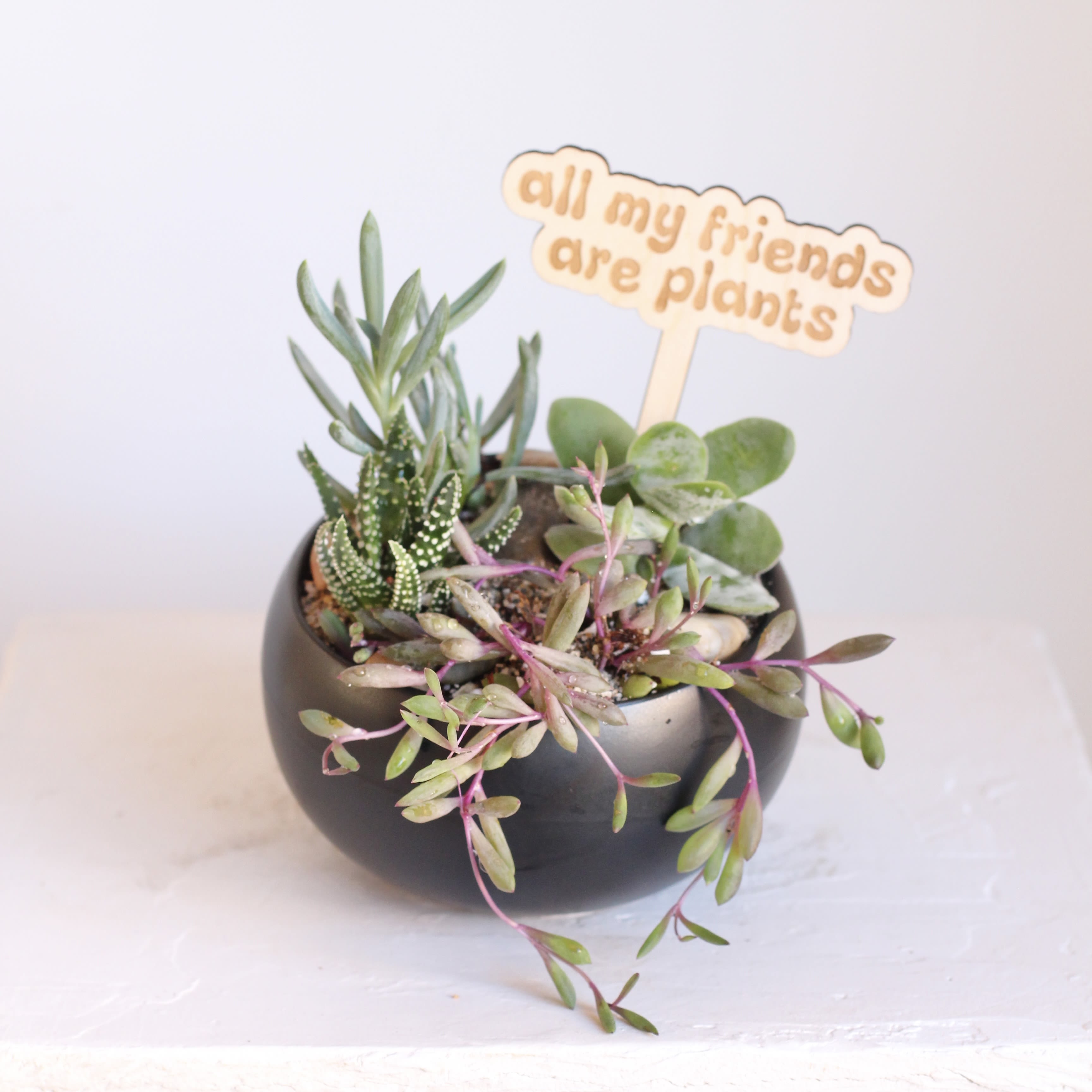 Petite Succulent Garden - Transform your space with our beautifully curated succulent gardens.  Our standard succulent garden, potted in a charming 5" ceramic bowl with a slanted opening, features a delightful variety of 4-5 small succulents to add a touch of nature to your desk or windowsill. 