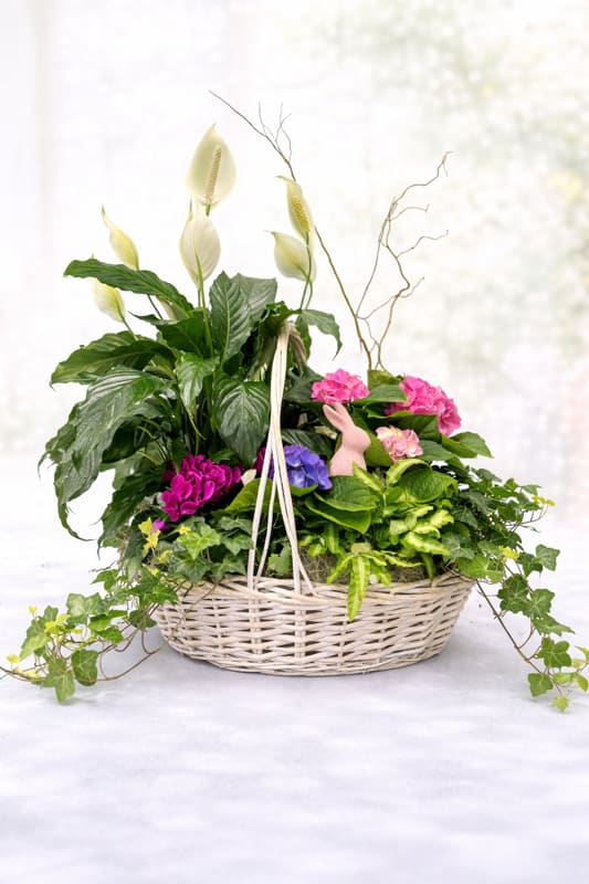 Springtime garden basket it's - A great gift to give a special someone, full of beautiful plants of the season!
