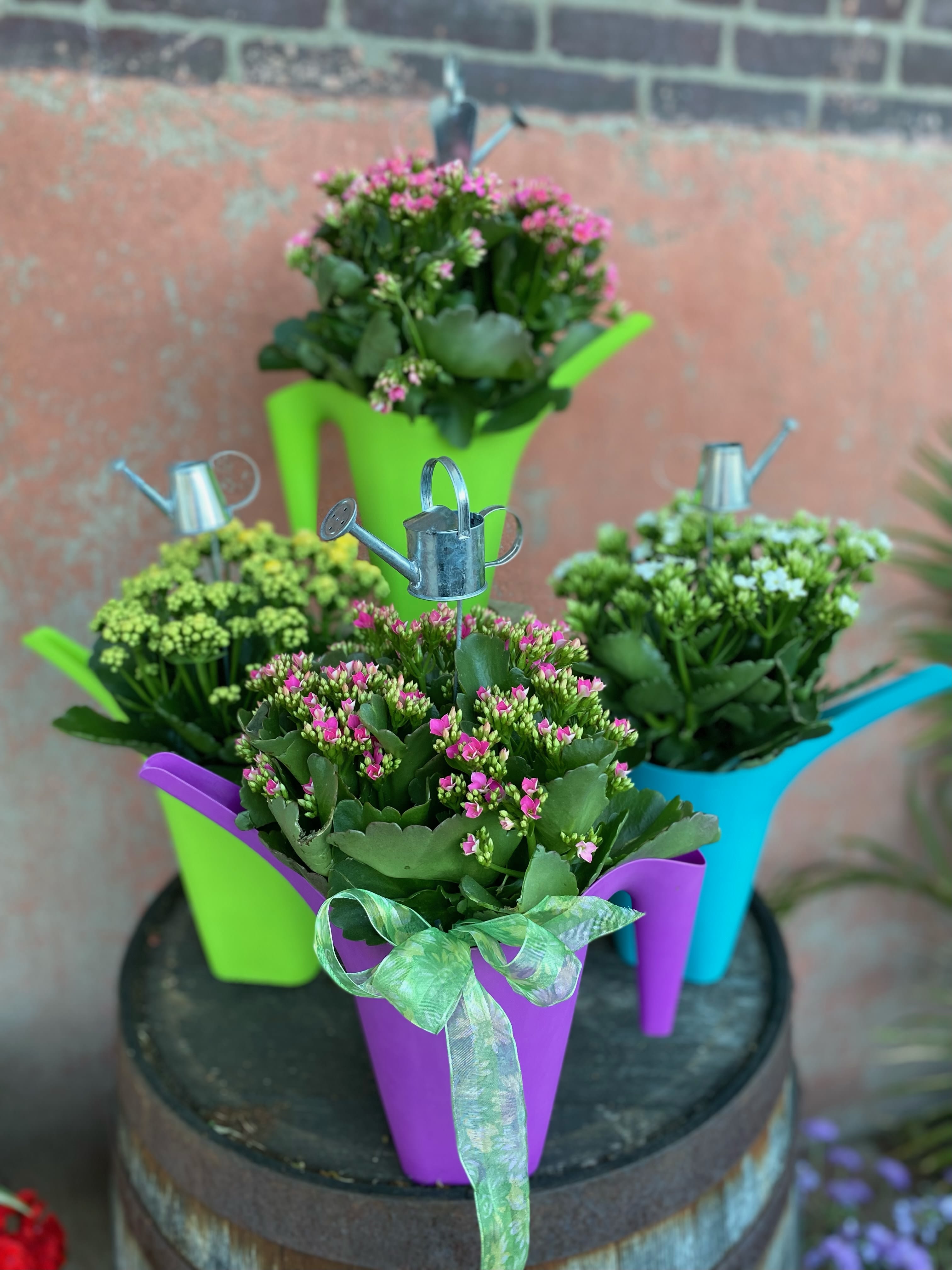 Colorful Watering Can Kalanchoe - Easy to care for tropical foliage plant.  Blooms last for weeks and then enjoy the glossy green foliage, can also bloom again if near a window.