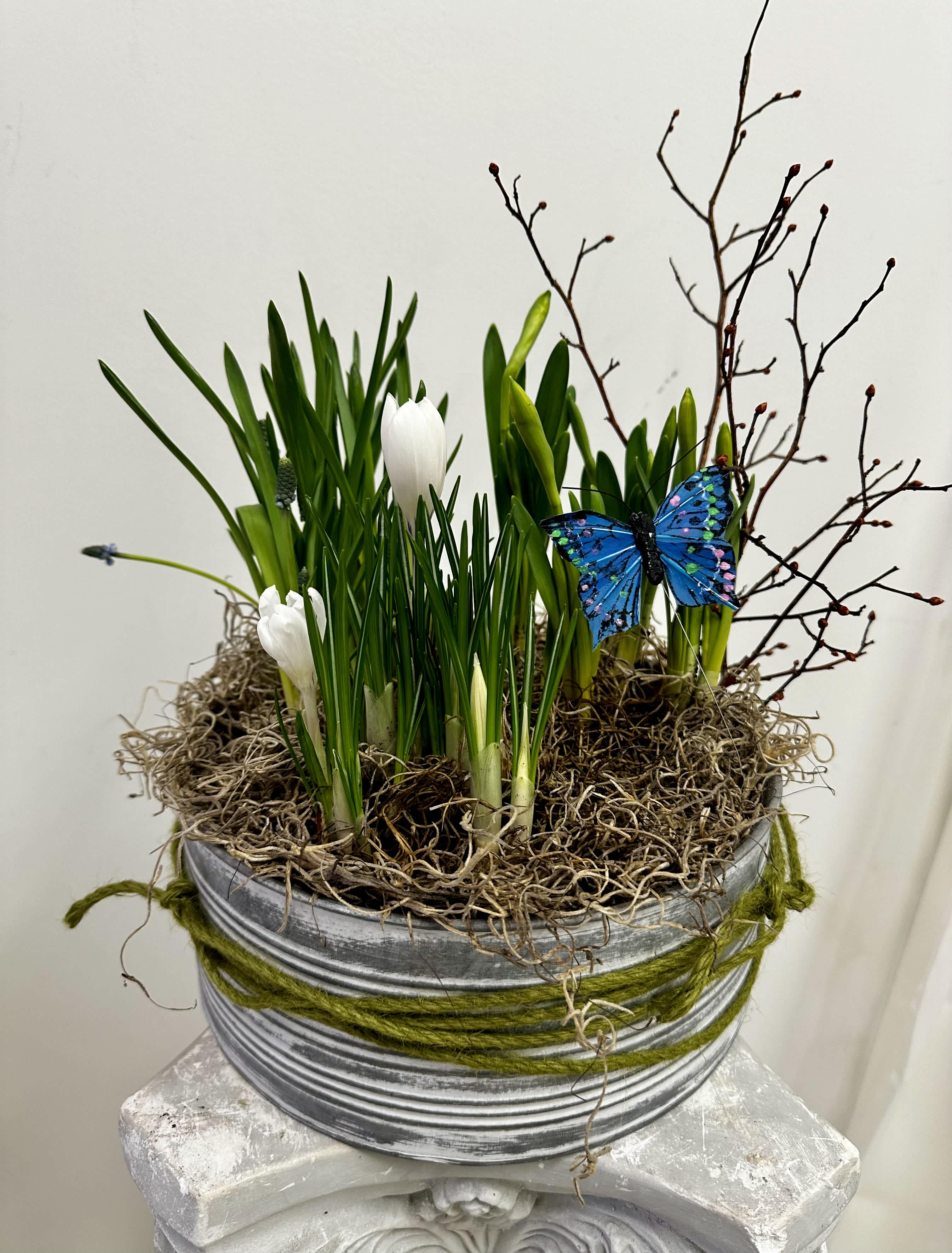 Rustic Bulb Garden by Westford Florist Art by Veny - A fresh mixture of spring blubs including yellow daffodils, muscari, and white crocus by Westford Florist Art by Veny