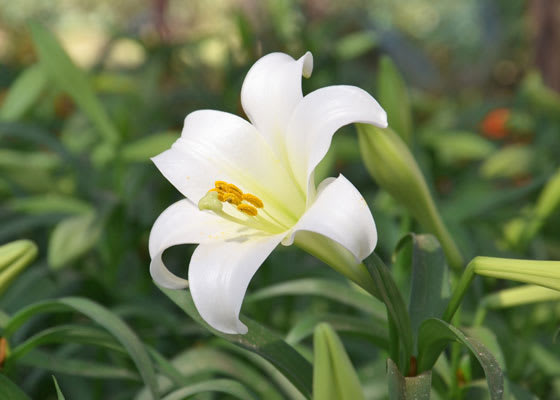 Traditional Easter Lily - Celebrate spring's arrival with a classic Easter lily in a decorative container! **Not advised to send to home with cats as they are toxic if ingested**