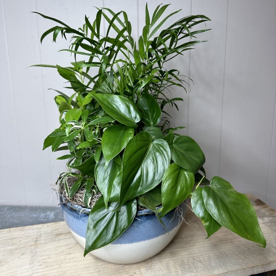 Green Haven Dish Garden - A harmonious blend of lush greenery and plants, these Dish Garden's bring the beauty of the outdoors inside to your home or office.