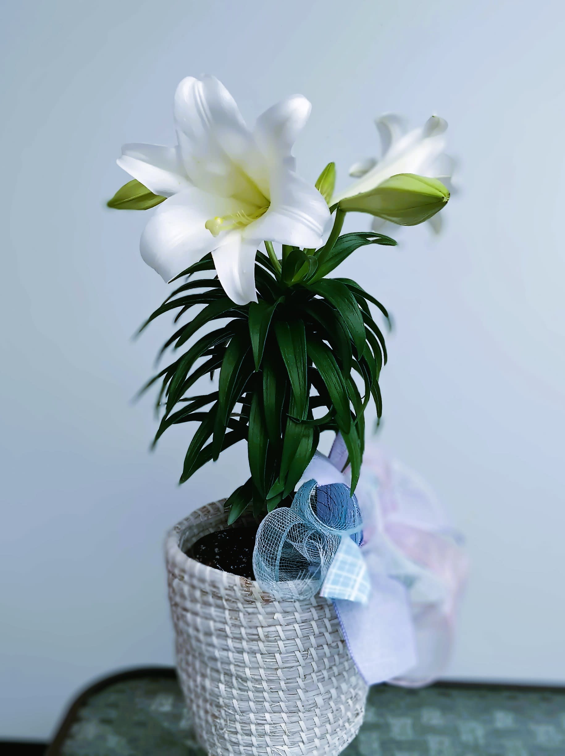 Easter Lily - Live plant.