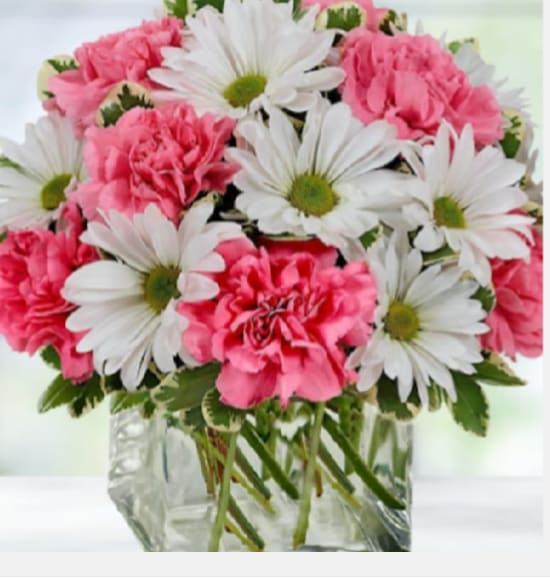 Sweet Spring  - Bright pink carnations nestled among crisp white daisies create an immediate mood lift-perfect as a birthday bouquet, a cheerful get-well arrangement, or an everyday appreciation gift. This flower arrangement puts the recipient first: she'll feel noticed and brightened by the playful pink tones against clean white petals, a look that reads fresh, friendly, and effortlessly joyful.  A compact, rounded cluster of vivid pink carnations and open white daisy faces is arranged tightly in a clear glass cube vase that exposes the stems for a simple, contemporary feel. The balanced, full shape fits comfortably on a bedside table or desk and keeps attention on the lively color contrast of pink, white, and green foliage. Easy to place and low-fuss to care for, this arrangement is a straightforward way to send warmth and good wishes for birthdays, recoveries, or everyday celebrations.