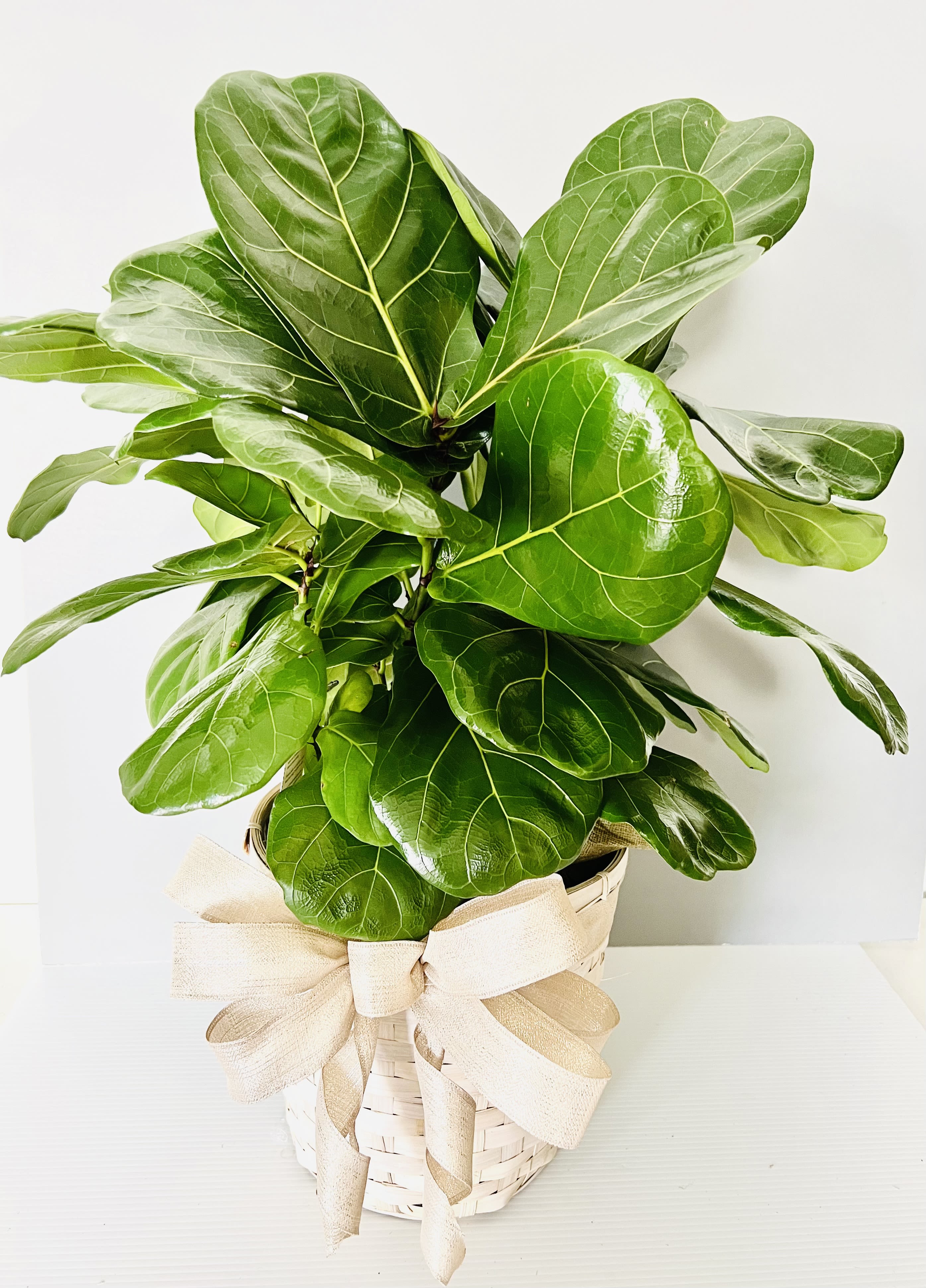 Evergreen Embrace - Evergreen Embrace offer a lasting gesture of comfort and remembrance during times of loss. symbolizing life, hope, and enduring love.For same day delivery and Free Delivery Options Text or Call  832-973-1376. 