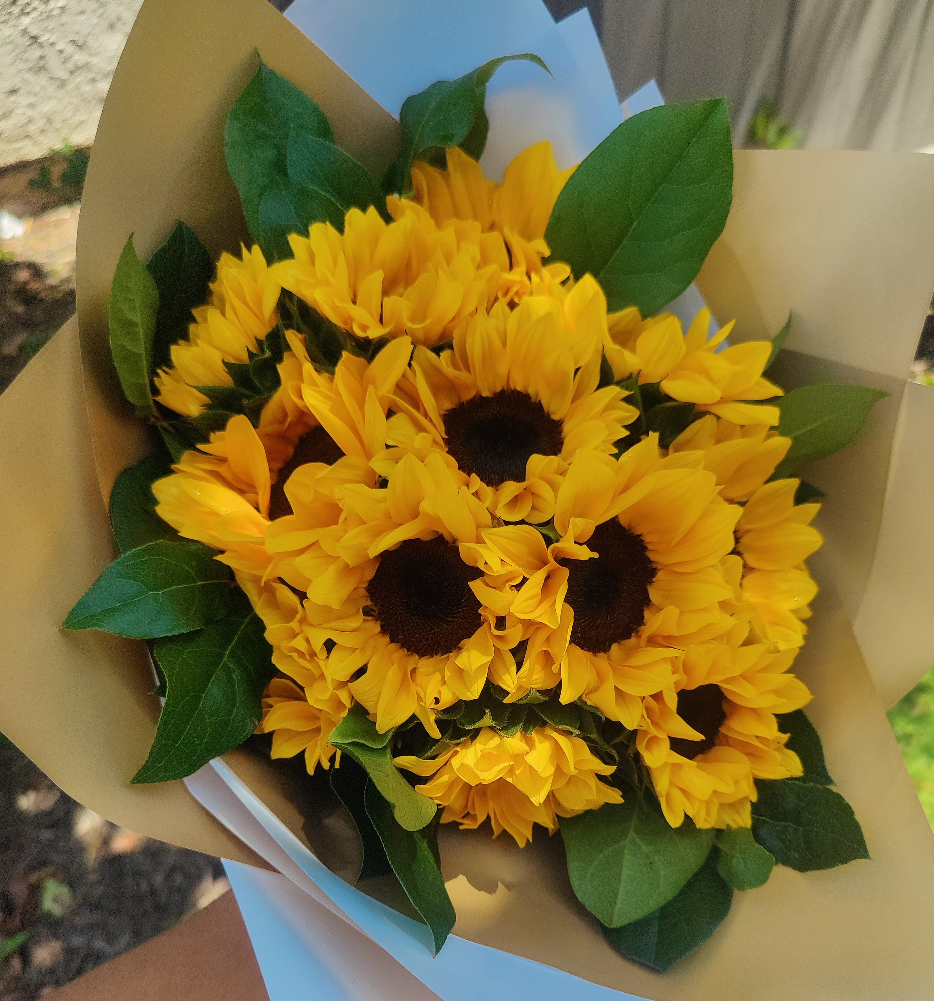 " Beautiful Sunshine " 14-15  Sunflowers  - Enjoy the season of these beautiful sunflowers, they are perfect to bring sunshine, beauty and joy . This beautiful bouquet is created with 14 -15 premium sunflowers and seasonal green foliages. Its wrapped in our special solid   paper and finished with a satin ribbon in green olive color. Medium size. It includes a beautiful card to write your message. It doesn't include a vase. You can always add a vase in the “make it extra special “selection.