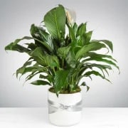 Spathiphyllum Plant by BloomNation™ - Send your condolences with this Spathiphyllum plant. APPROXIMATE DIMENSIONS: 36" H