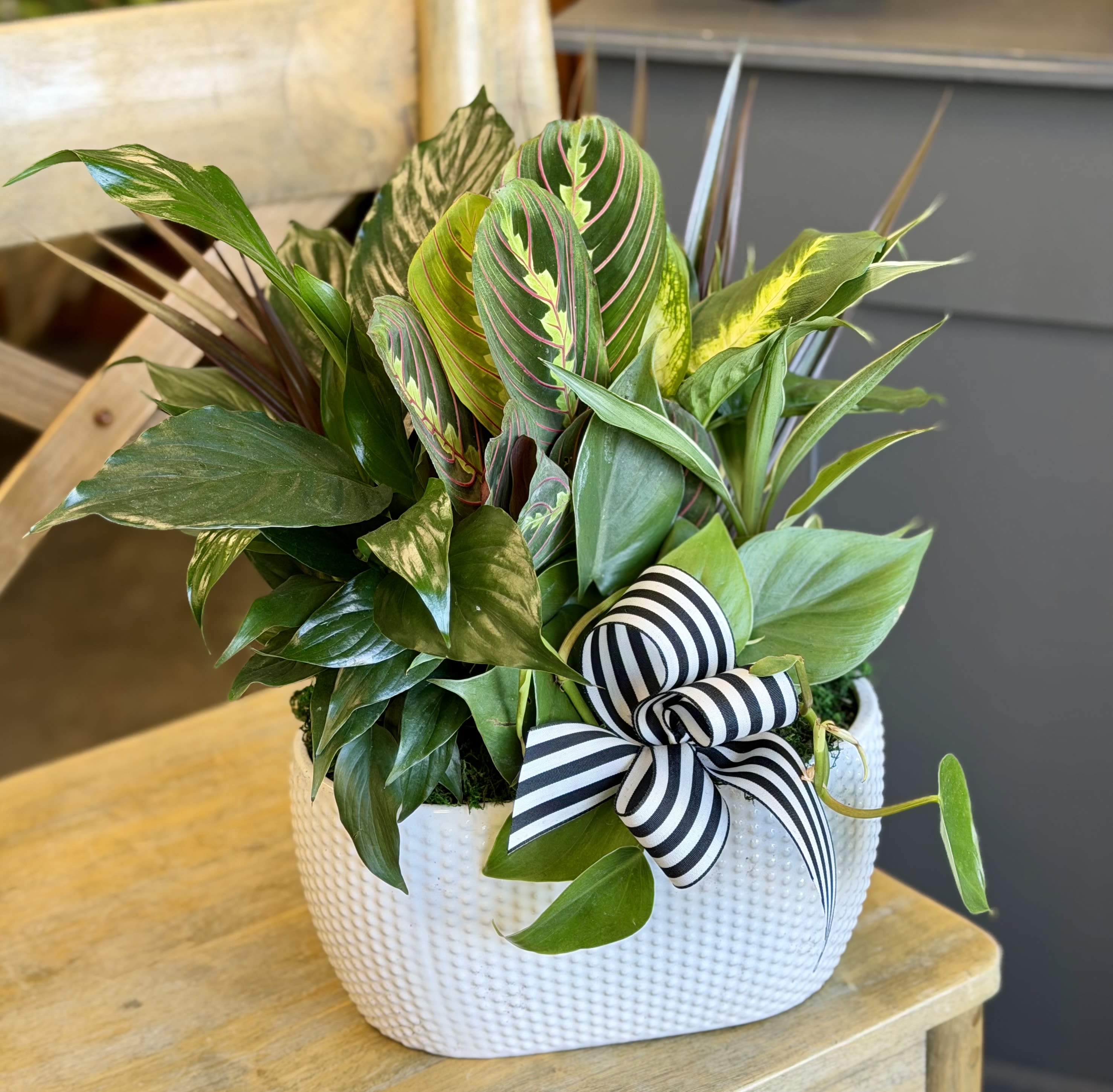 Dish Garden - Large - Mix of plants in white container.