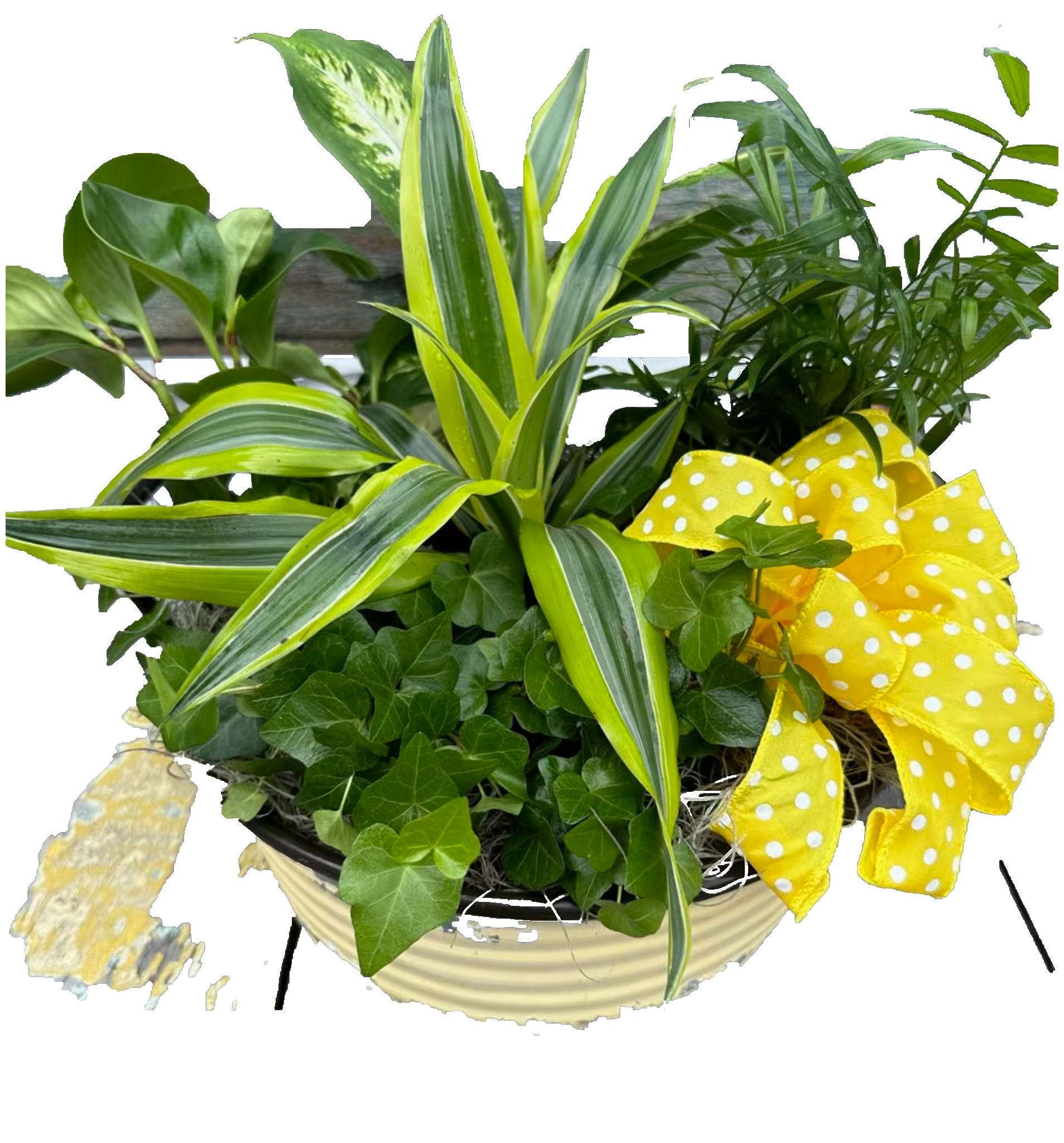 Potted green plant arrangement with a yellow polka-dot bow