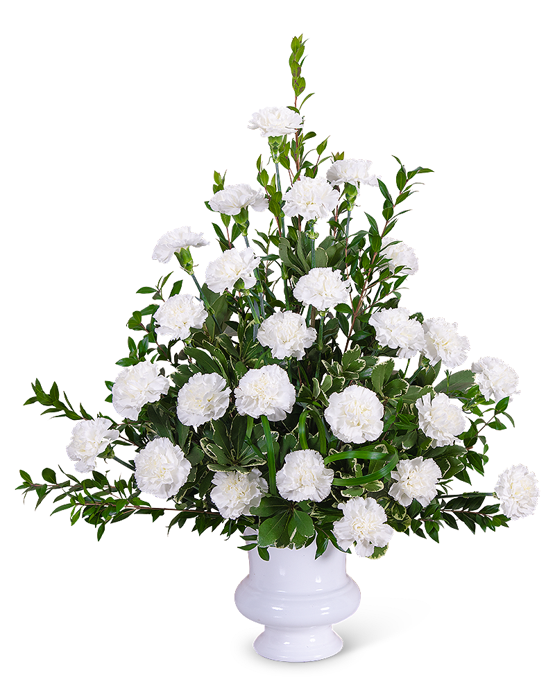 Divine Blessings Urn - The Divine Blessing Urn is a classic white funeral design that can be sent to the service or to a home. White flowers are a popular choice for sympathy and white carnations symbolize pure love and innocence. The Divine Blessings Urn features Carnations, Myrtle, Pittosporum, Lily Grass, and other premium foliage and can be displayed on a side table near the casket. For any and all sympathy flowers, feel free to contact our shop for ideas and variations to make your final tribute extra unique and special.