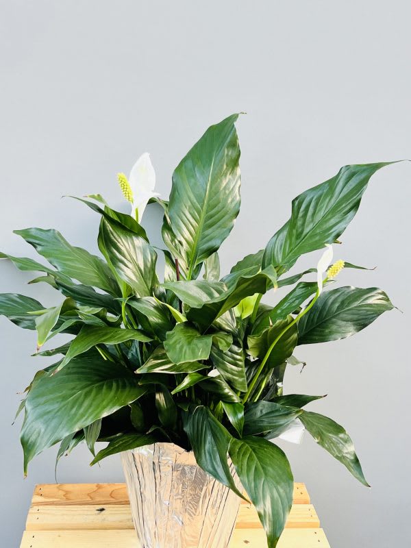 Sympathy Plants - Funeral plants, also known as sympathy plants or memorial plants, hold a special significance in commemorating the life of a departed loved one. These living tributes offer comfort and solace to grieving families, providing a lasting symbol of life, growth, and remembrance during times of loss. Often chosen for their beauty, elegance, and symbolic meaning, funeral plants come in various varieties and Peace lilies are a popular choice, symbolizing peace and renewal which continue to grow and flourish long after the funeral service has concluded.  The plant is about 18 inches tall and comes with a handwritten message card , bow .sleeve and is hand delivered .For same day delivery and Free Delivery Options Text or Call  832-973-1376.