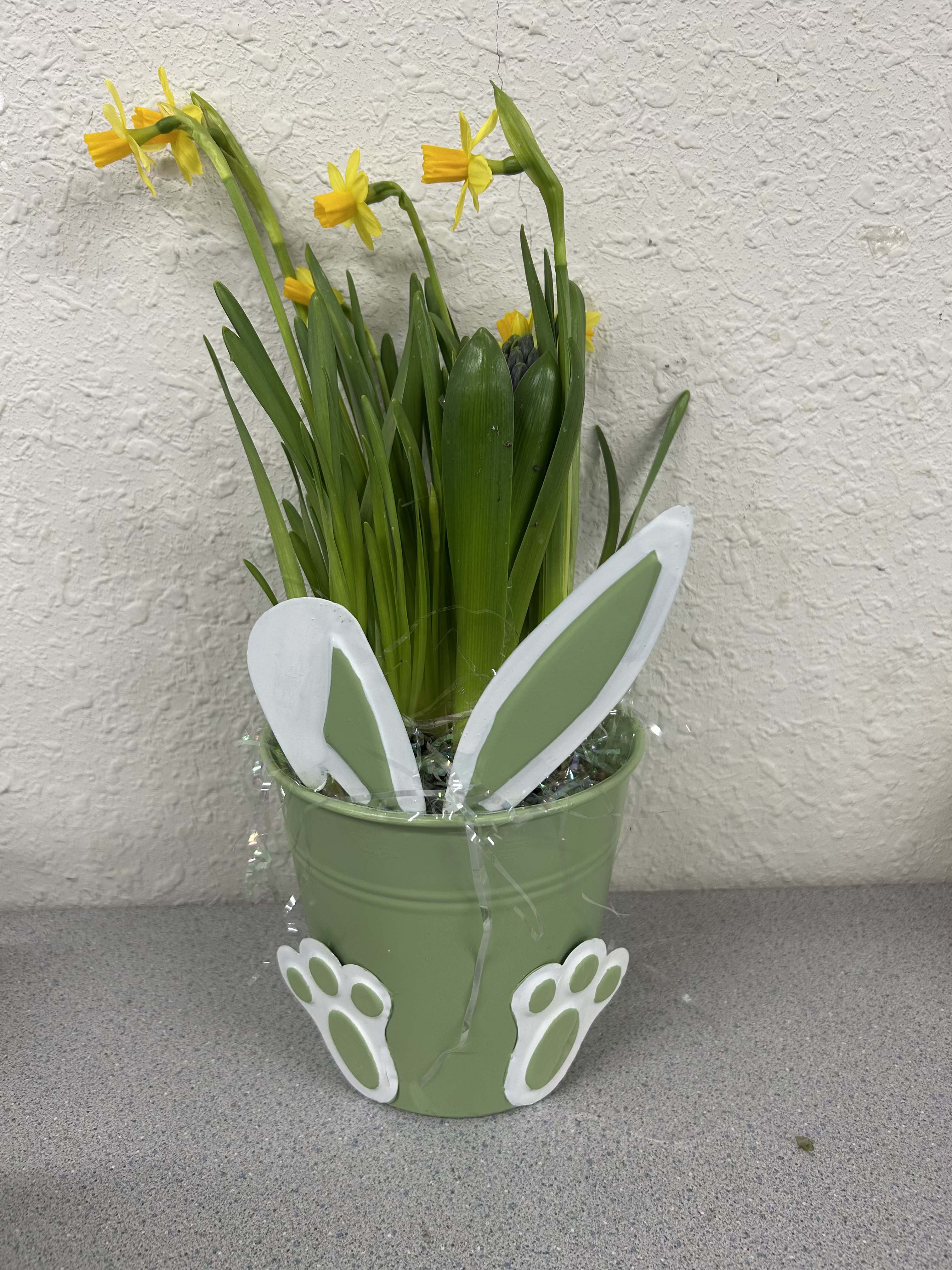 Brian's Bunny Bulbs - Ideal for Easter springtime décor or a simple way to say you care, this potted arrangement arrives ready to display - compact, low-maintenance, and designed for immediate enjoyment. Routine watering to keep the soil lightly moist and plenty of bright, indirect light will help the blooms stay vibrant longer. Pot colors vary based on availability.