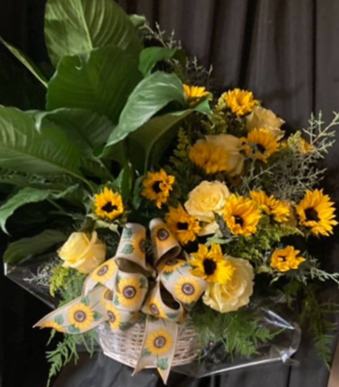 PEACE AND SUNFLOWERS - A LARGE PEACELILY LIVE PLANT, SUNFLOWERS GALORE, GREENS, AND MOSS IN A BASKET TIED OFF WITH BOW.