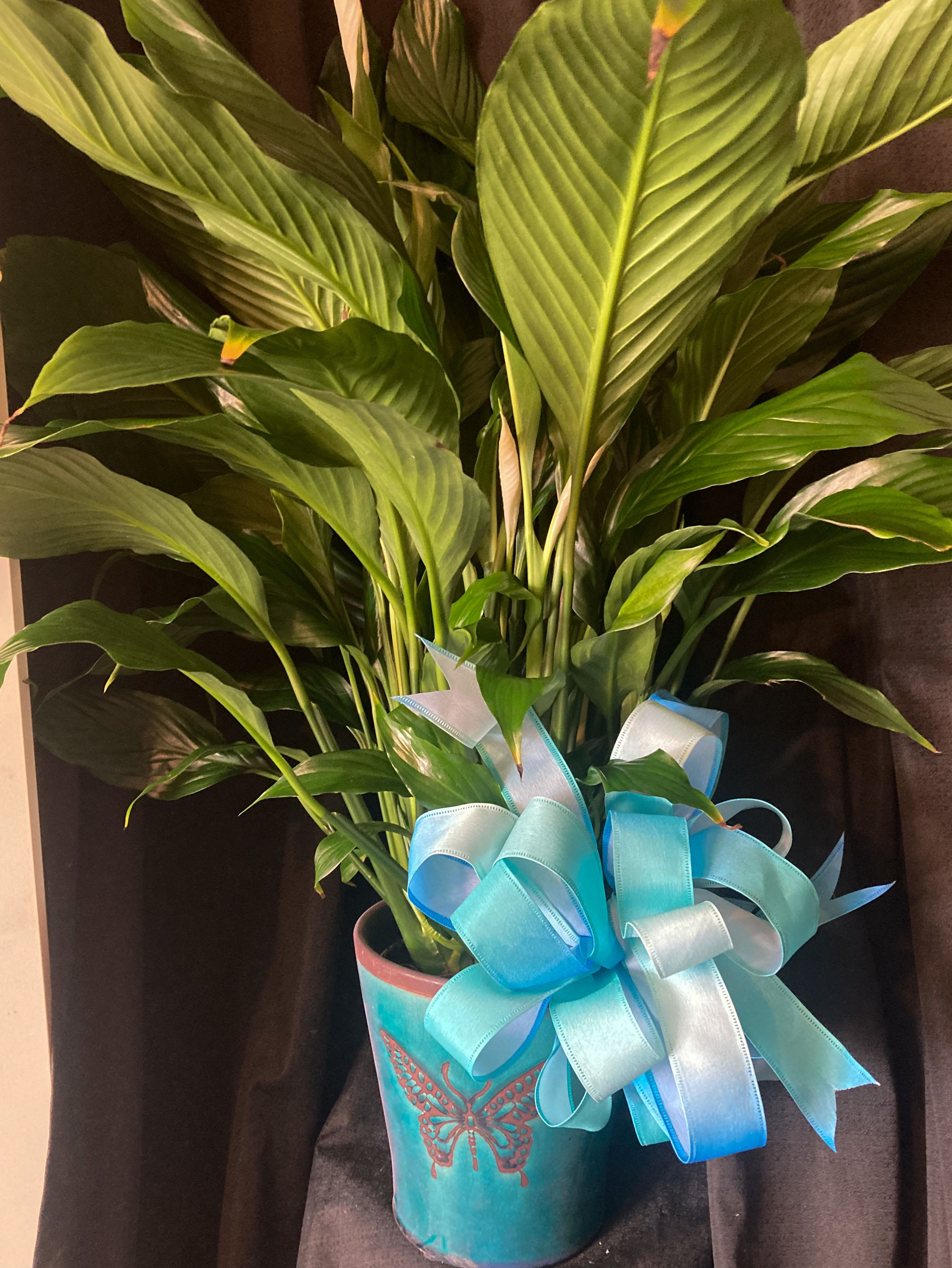 SINGLE LARGE PEACE LILY - A SINGLE LARGE PEACE LILY IN A CUSTOM CONTAINER OR BASKET, MOSS, TIED OFF WITH A BOW