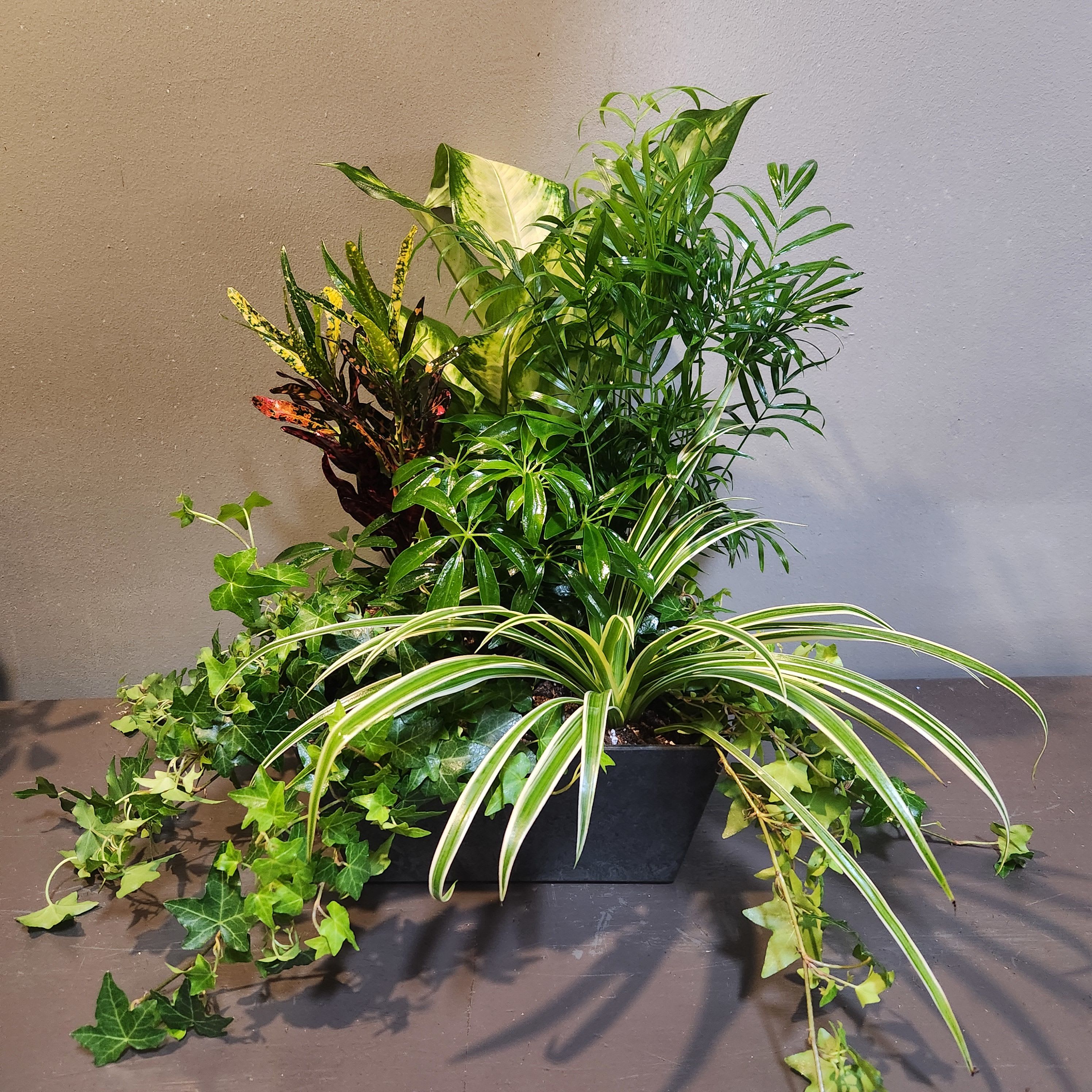 Plants: Modern Mood Garden - An assortment of ivy, croton, spider, arbicola, palm, and diffenbachia plants in a square container. Very easy care and perfect for an office or bedroom. Measures approx. 19"Tx15"W