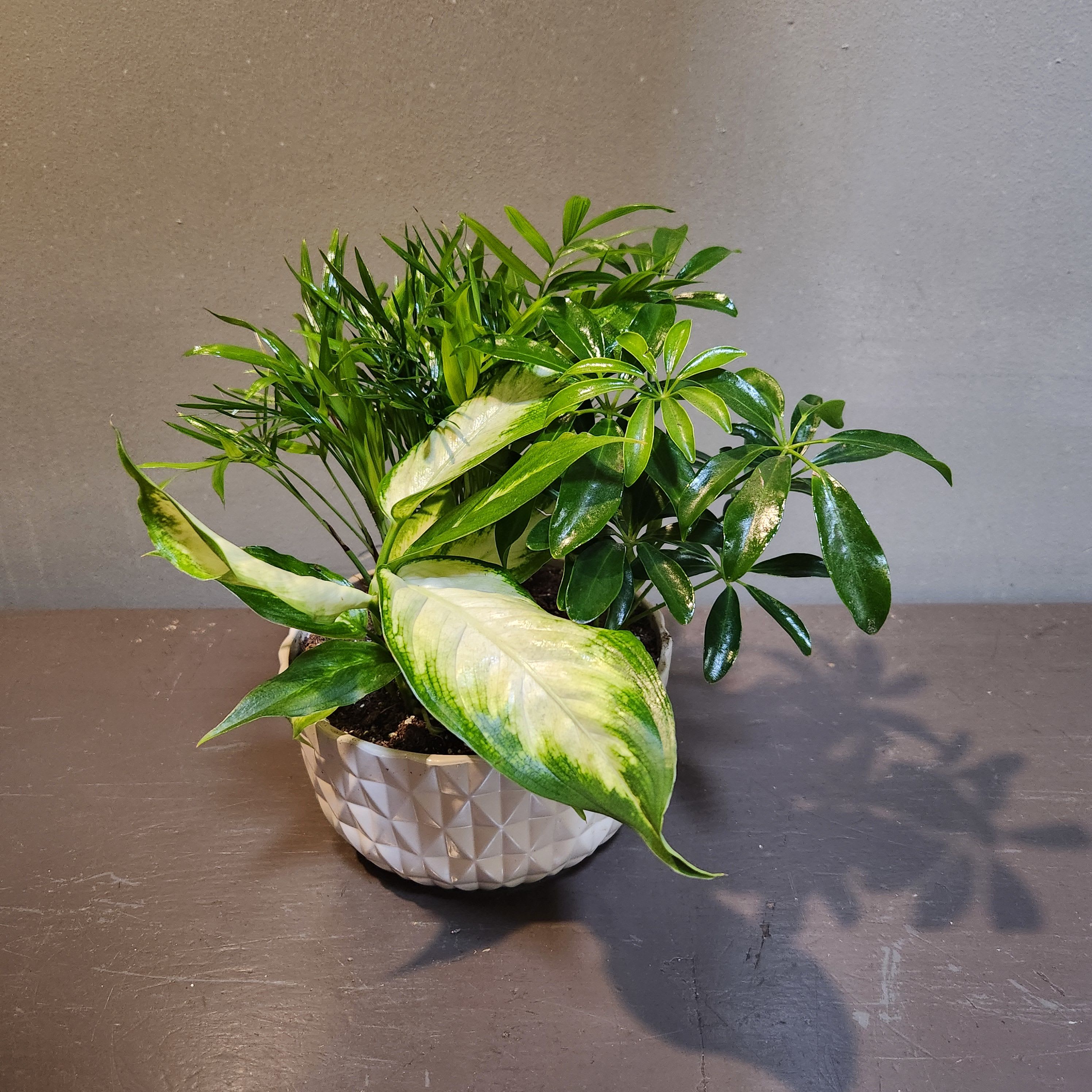 Plants: Mindful Moment Garden - A trio of palm, arbicola and diffenbachia plants in a white container. Perfect for any home or office! Measures approx. 12"Tx10"W.