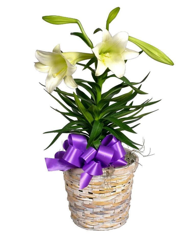 Easter Lily Small - 6" pot Easter Lily in basket with a bow!