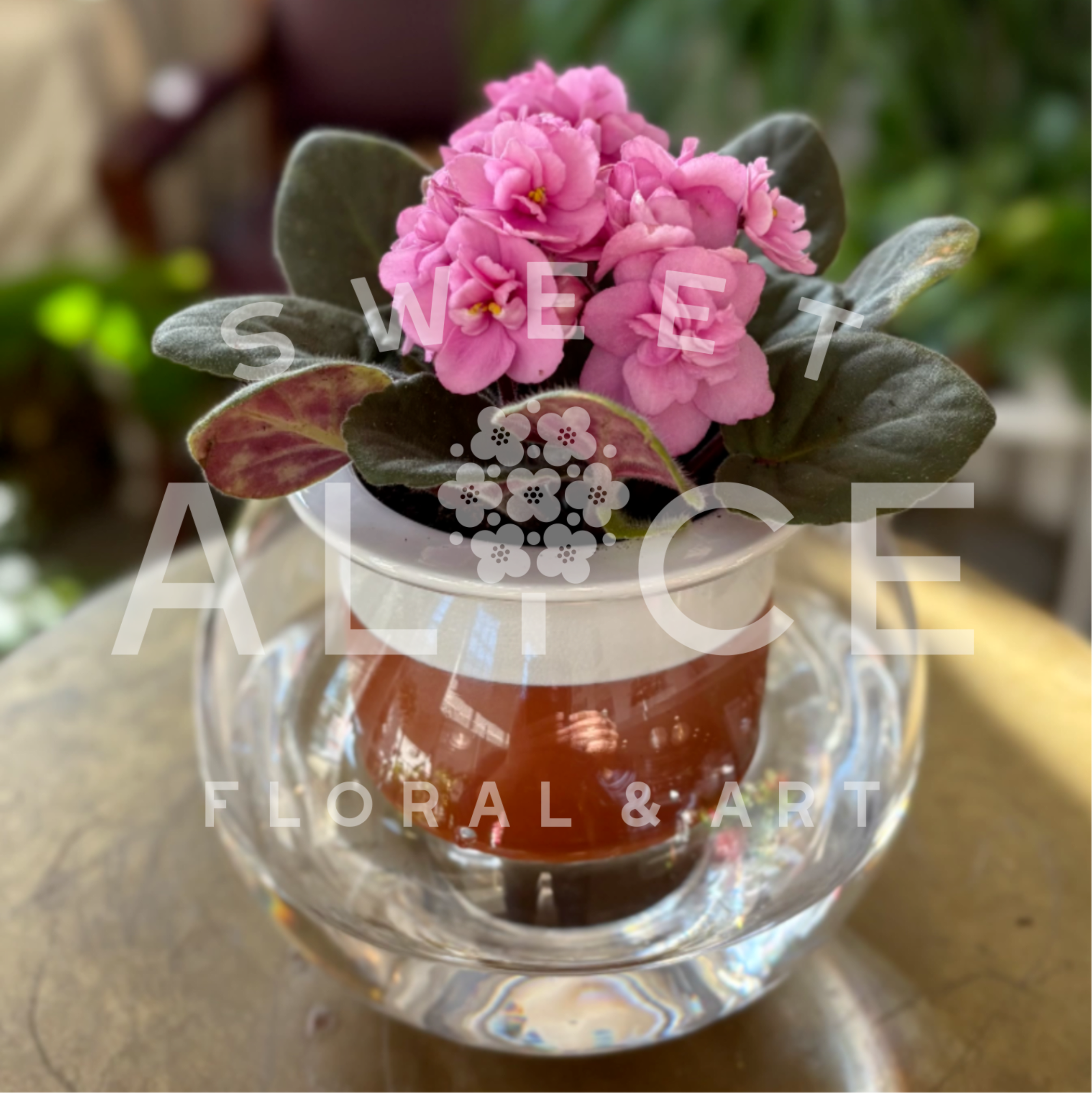 Potted plant with clusters of pink blooms in a white pot inside a clear glass container.