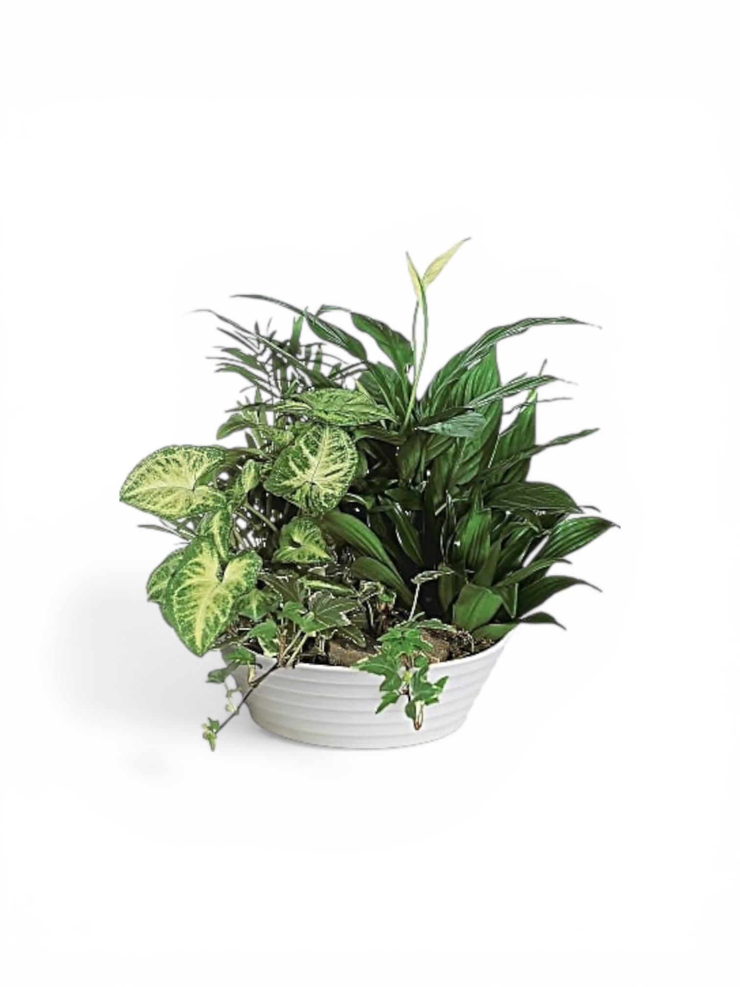 Petal Perfection’s Gardeners Dream - These lovely containers of live plants are perfect for the “green thumb” in your life