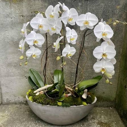 Petal Perfection’s Timeless White Orchid  - Lovely white orchid plants arranged in a beautiful vessel 