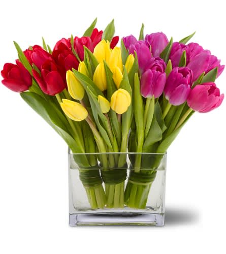 Tulips Together - Thirty glossy tulips presented in a trio of bouquets - one each of yellow, red and purple - are presented in a modern rectangular glass vase. It's a fresh, contemporary display that's perfect for business or pleasure.   Thirty tulips  10 each of red, yellow and purple, tied with bear grass are arranged in a rectangular clear glass  vase. Approximately 11" (W) x 11" (H) 