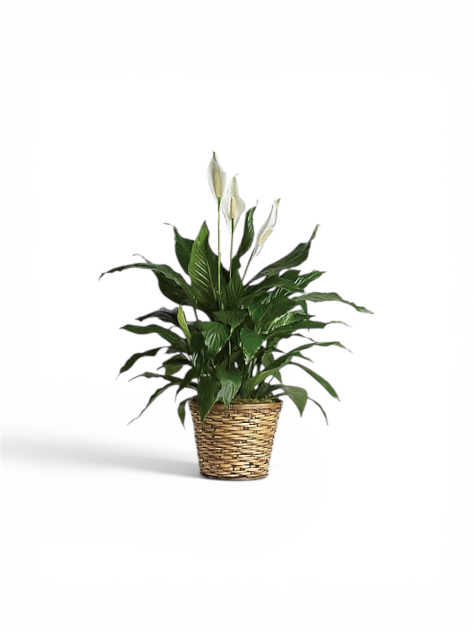 Petal Perfection‘s Splendid Spathiphyllum - Lush, arching green leaves and elegant white spathes make this potted peace lily an instant breath of calm-perfect as a sympathy arrangement, a thoughtful get-well gift, or a peaceful accent for Mother's Day, housewarming, or just because. The plant's clean palette of deep green foliage and soft white blooms reads serene and understated, so the person you're thinking of will feel seen and soothed without an overblown display.  This Spathiphyllum comes planted in a tightly woven, natural-tone or white wash basket planter that adds warm, organic texture to the piece and fits effortlessly on tabletops, desks, or entryway consoles. The arrangement features several upright white blooms among glossy leaves; its compact form is ideal for home or office settings and brings low-maintenance, long-lasting greenery to any room.  A versatile choice for occasions year-round-from Easter and Spring to Thanksgiving, Christmas, anniversaries, or sympathy-this peace lily quietly conveys care and comfort. Place it in bright, indirect light and water when the top inch of soil feels dry to keep the foliage healthy; the basket makes it an easy, gift-ready presentation for birthdays, retirements, graduations, or simply to say "thinking of you."
