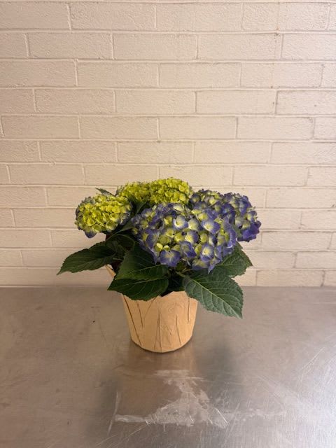 Blue Potted Hydrangea - Lush, round hydrangea heads sit above deep green foliage in a simple paper-wrapped pot cover that keeps the style casual and versatile. The color gradation from green to blue gives visual depth and works beautifully in pastel or modern interiors; the plant's fullness provides an immediate focal point without needing a vase.