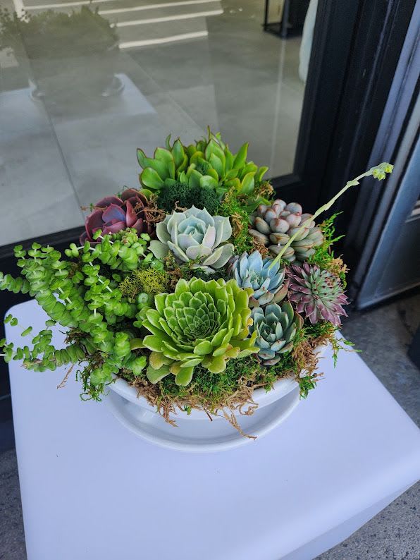 Succulent mix summer - Succulent mix summer