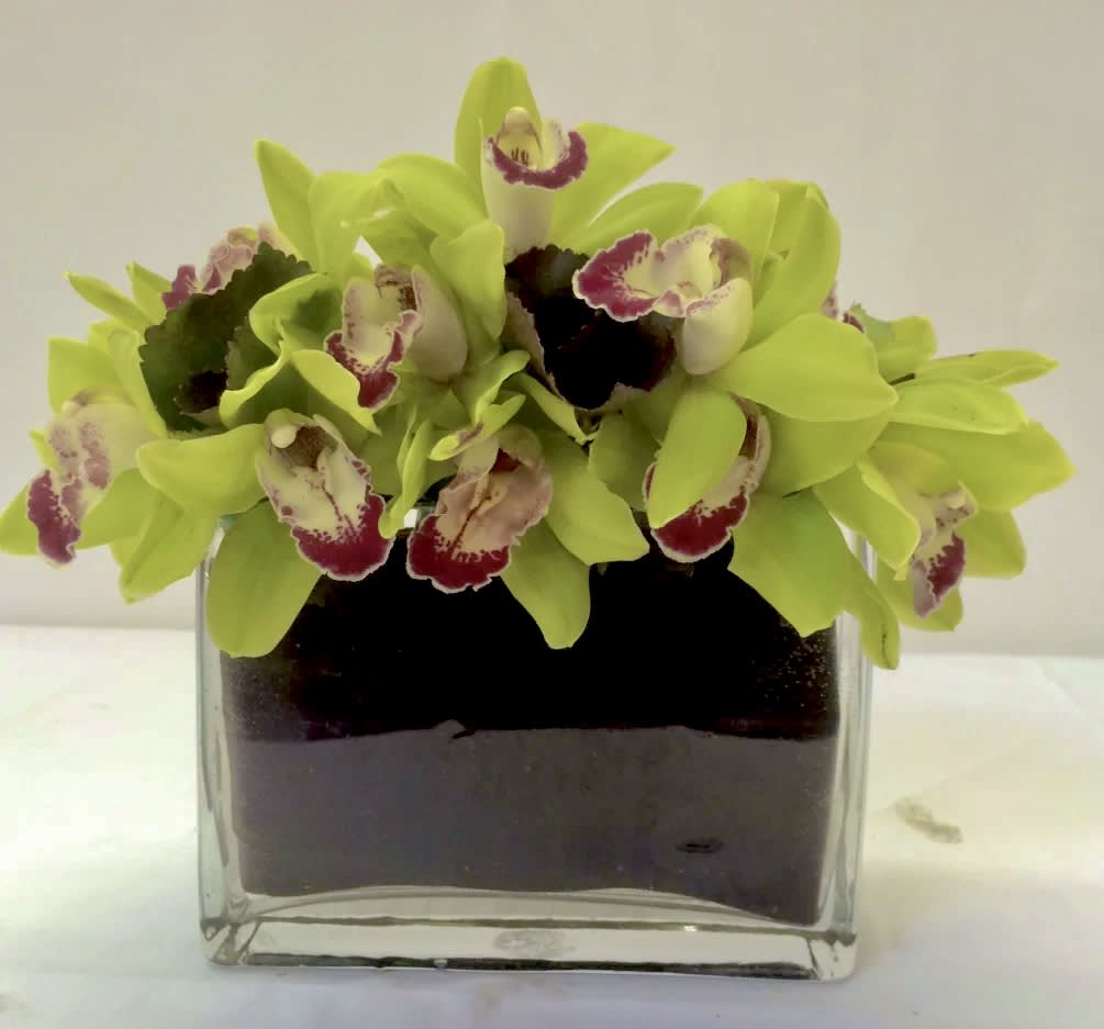Green hill. -  Green cymbidium orchids in clear glass vase with green leaf inside. Cymbidium can be pink, white,yellow 
