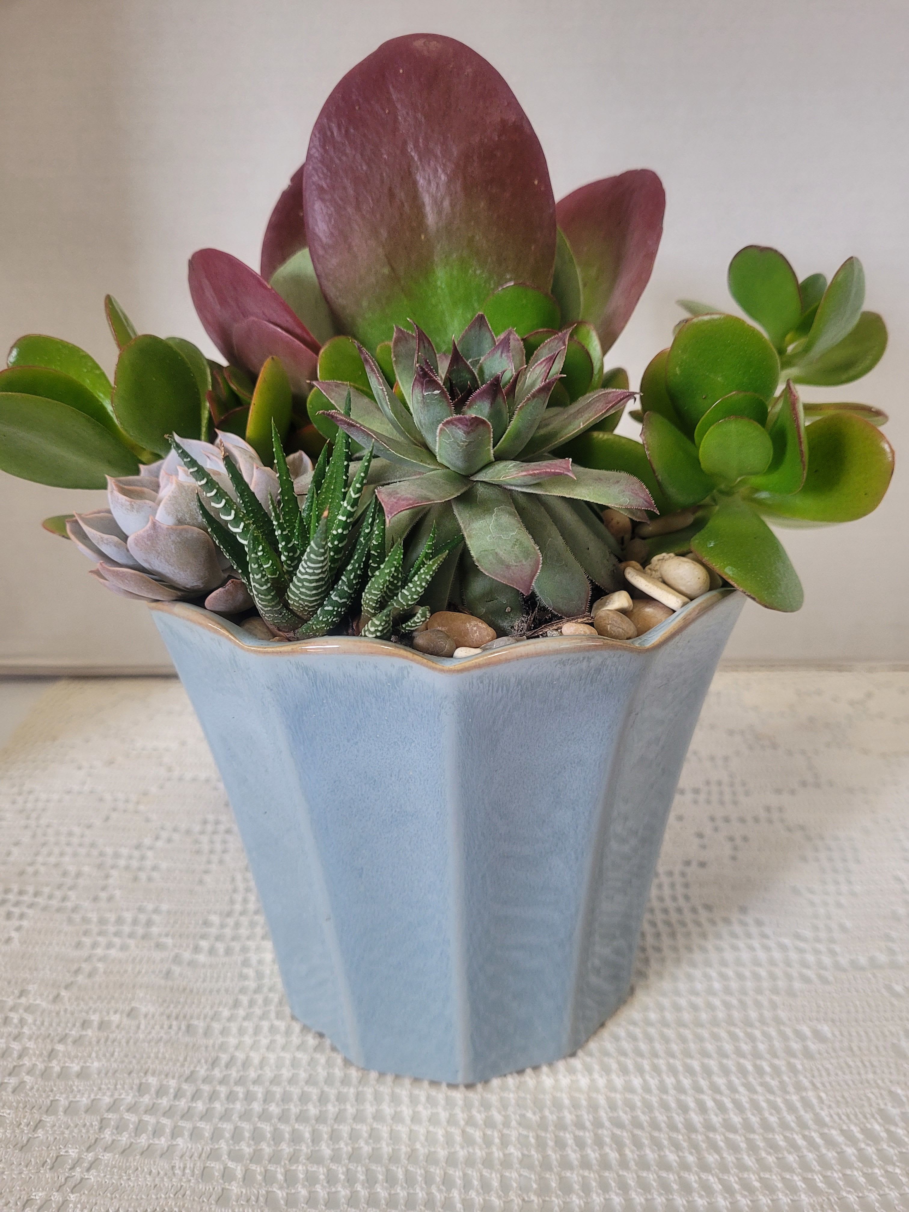 Succulent Medium Container  - Pretty blue container stuffed with a variety of hardy succulents. Best on a patio or porch.